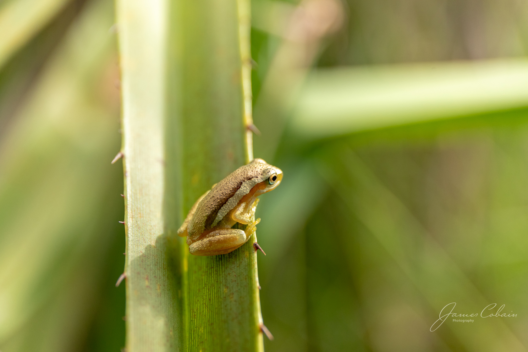 Northern Dwarf Tree Frog