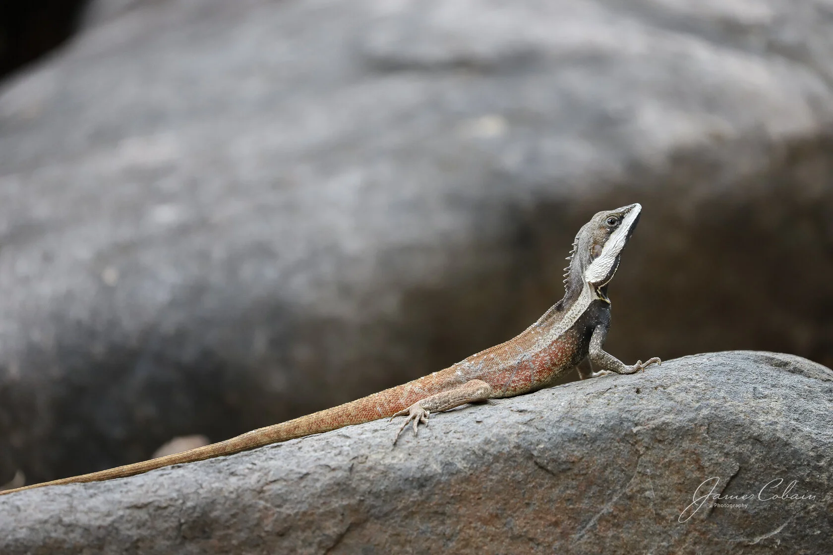 Swamplands Lashtail