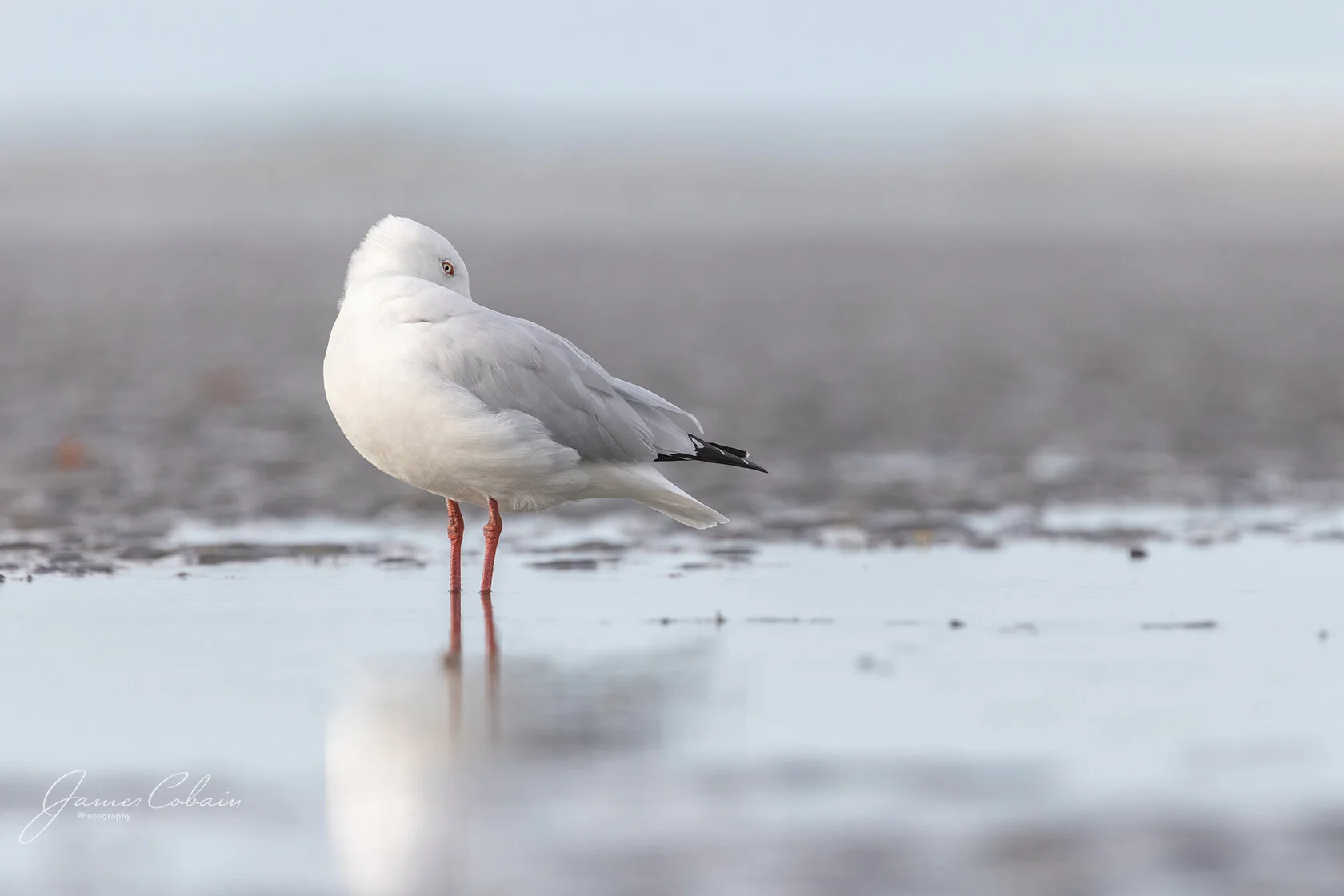 Silver Gull.jpg