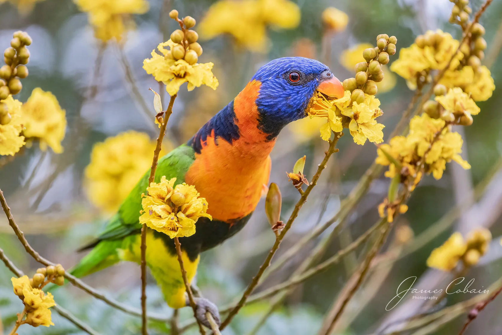 Red Collared Lorikeet web.jpg