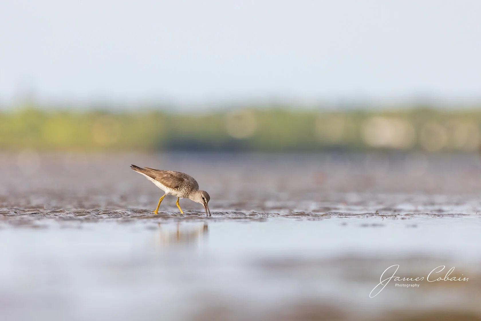 Sand piper.jpg