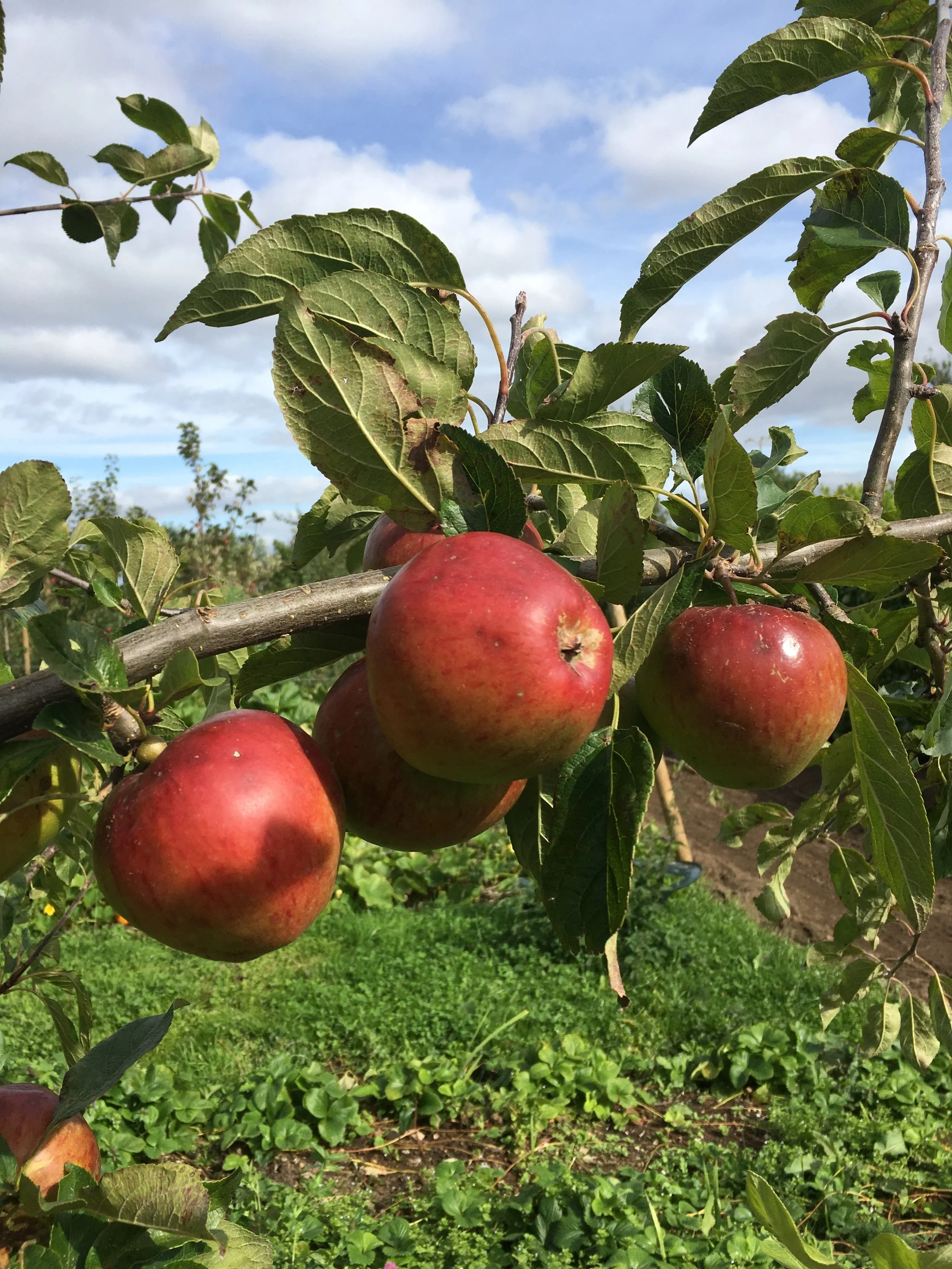 ECAD3245-4264-4BA2-B2E7-DACABC3FC640