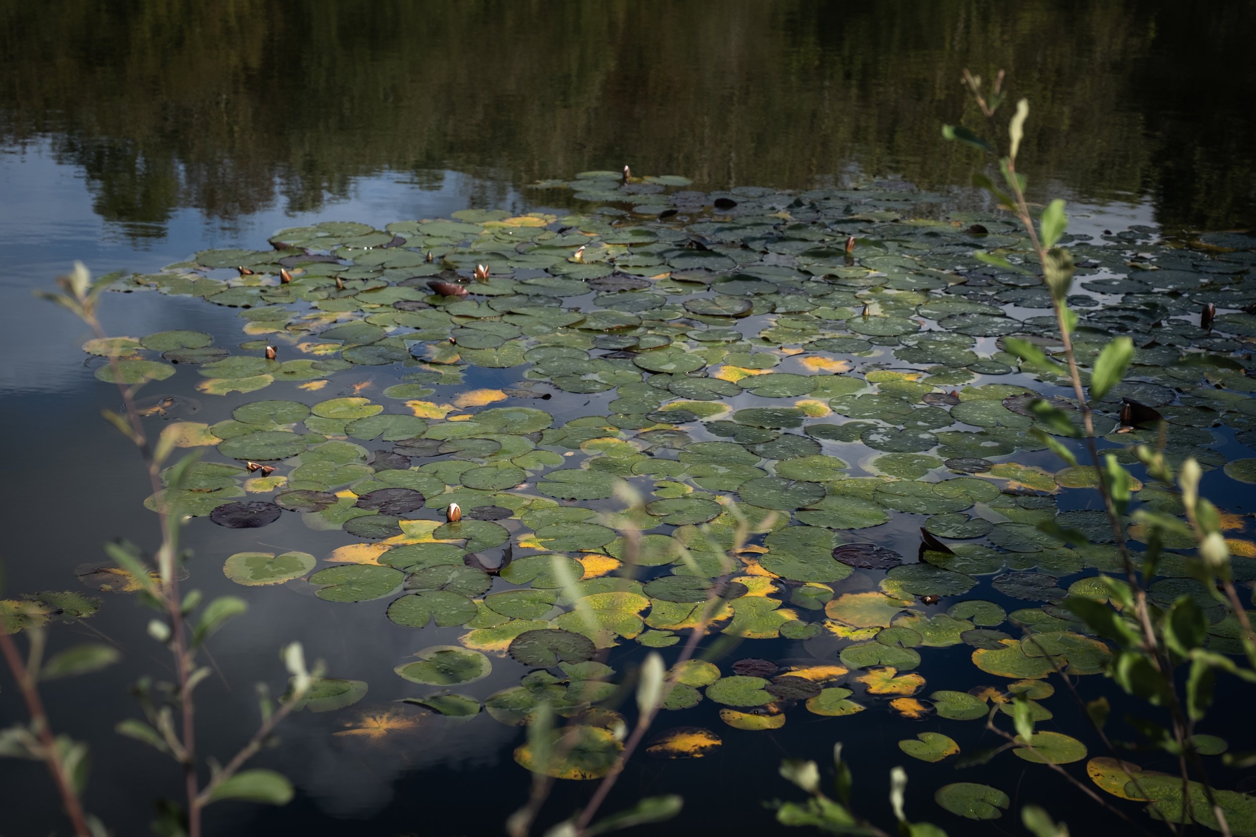 37. Waterlillies on the lake.jpg