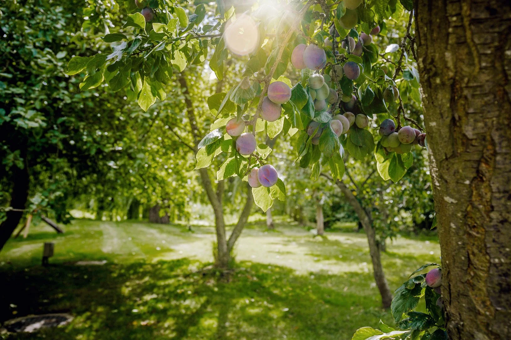 Worton_Hall_orchard_Vicky_Lewis_Photography.jpg