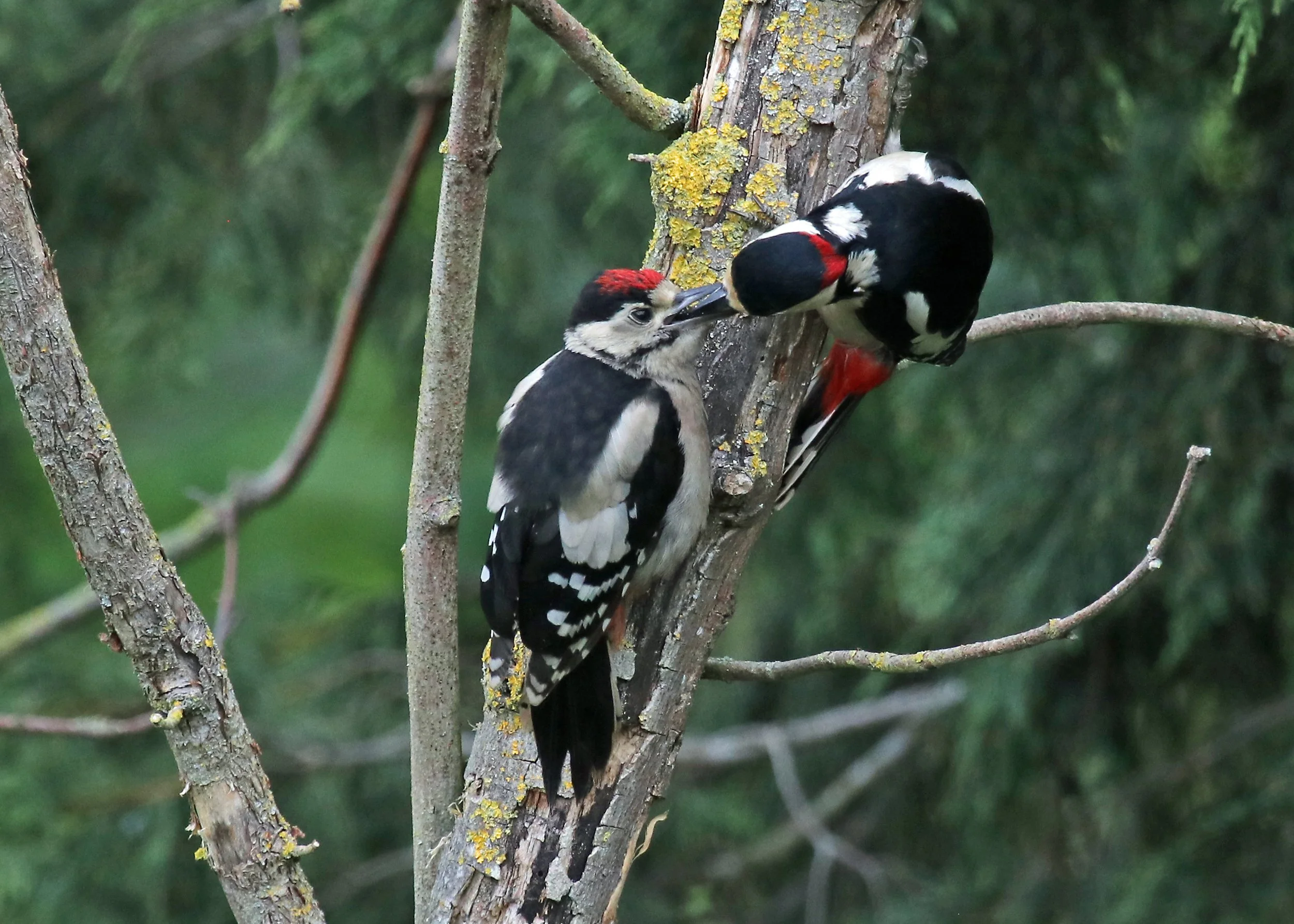 Great Spotted Woodpeckers.jpg