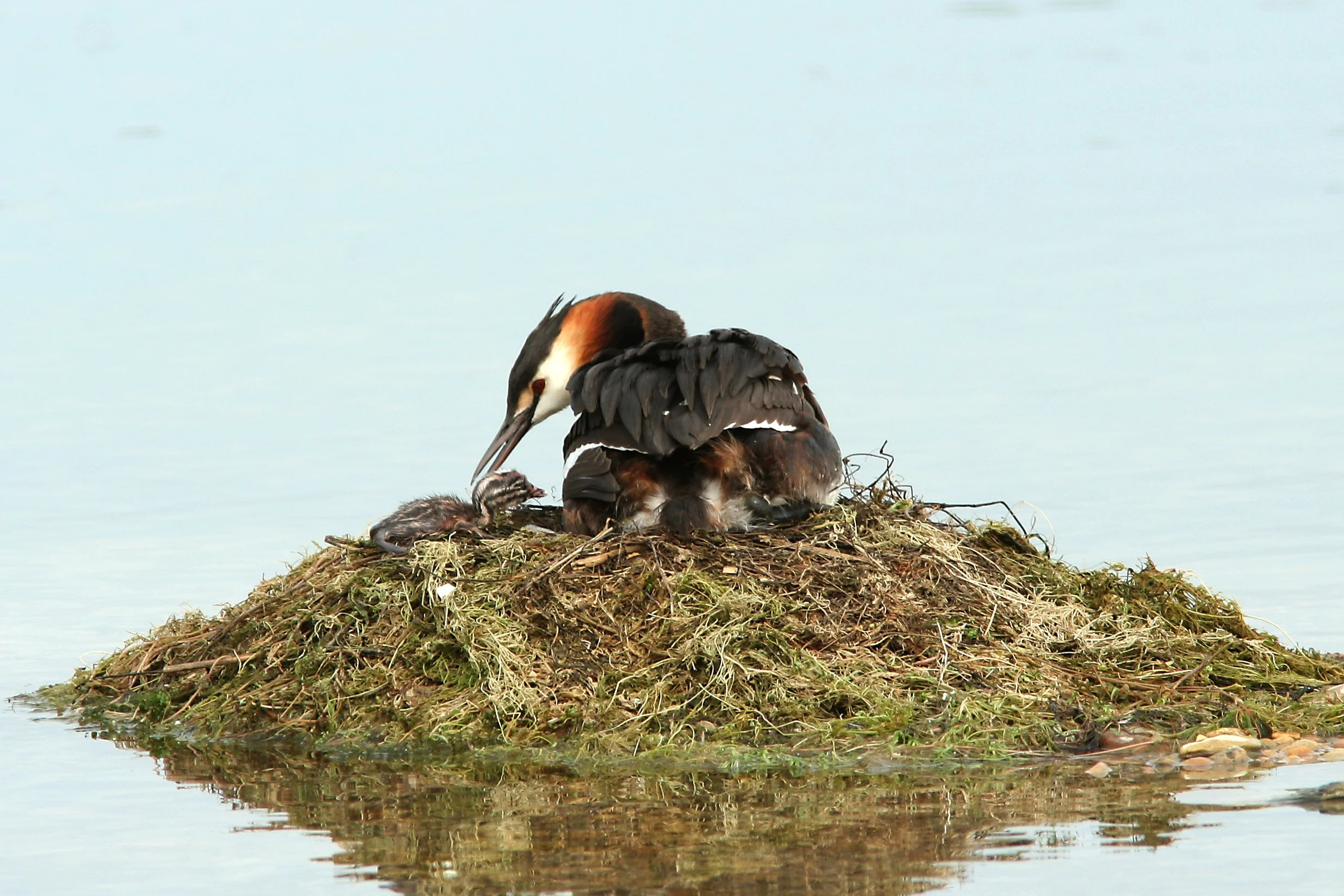 Great Crested Grebe.JPG