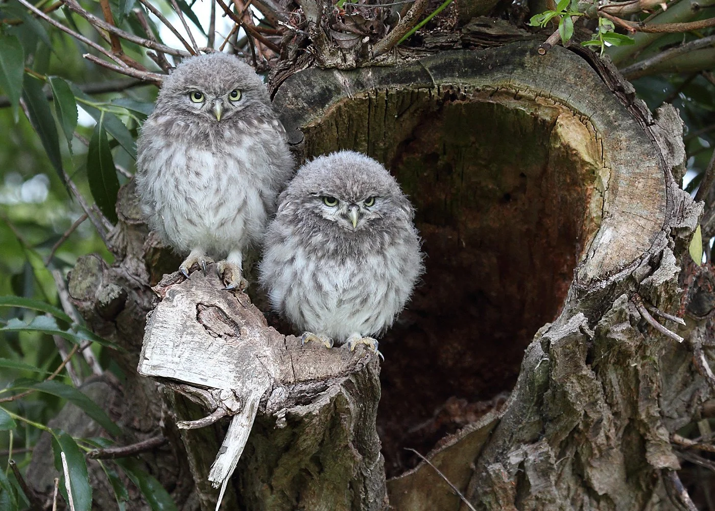 Little Owlets.JPG