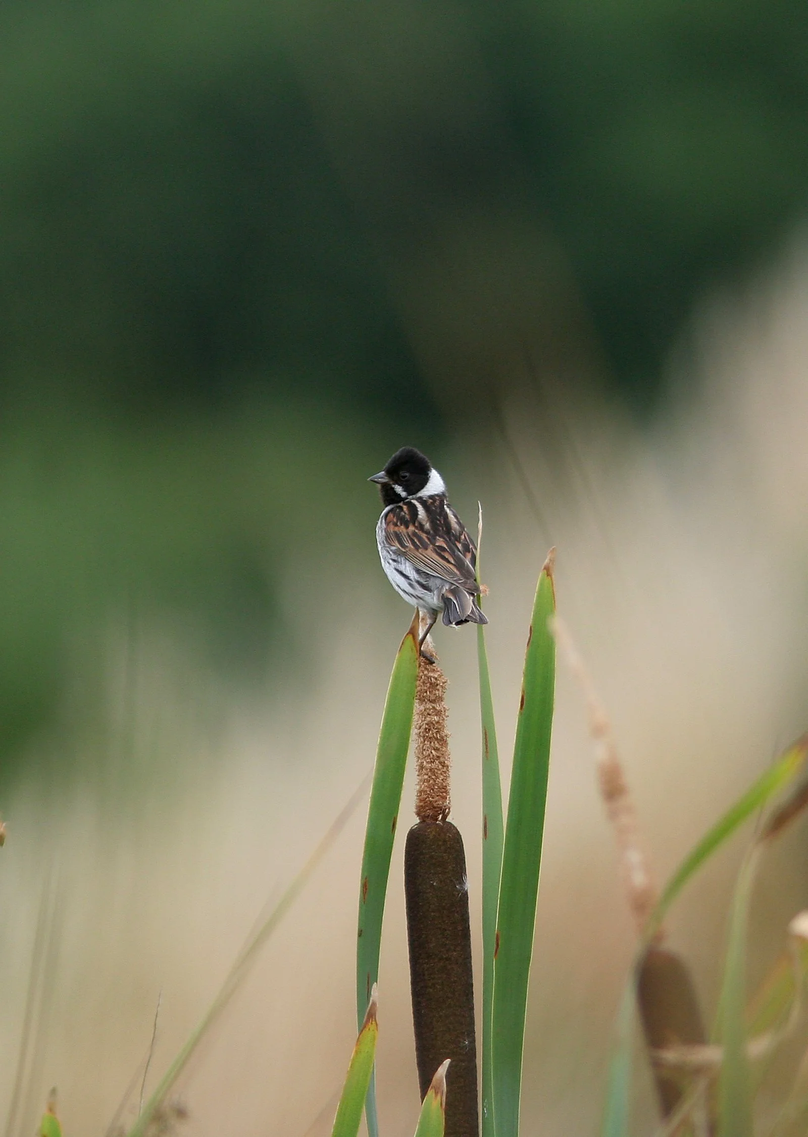 Male Reed Bunting.JPG