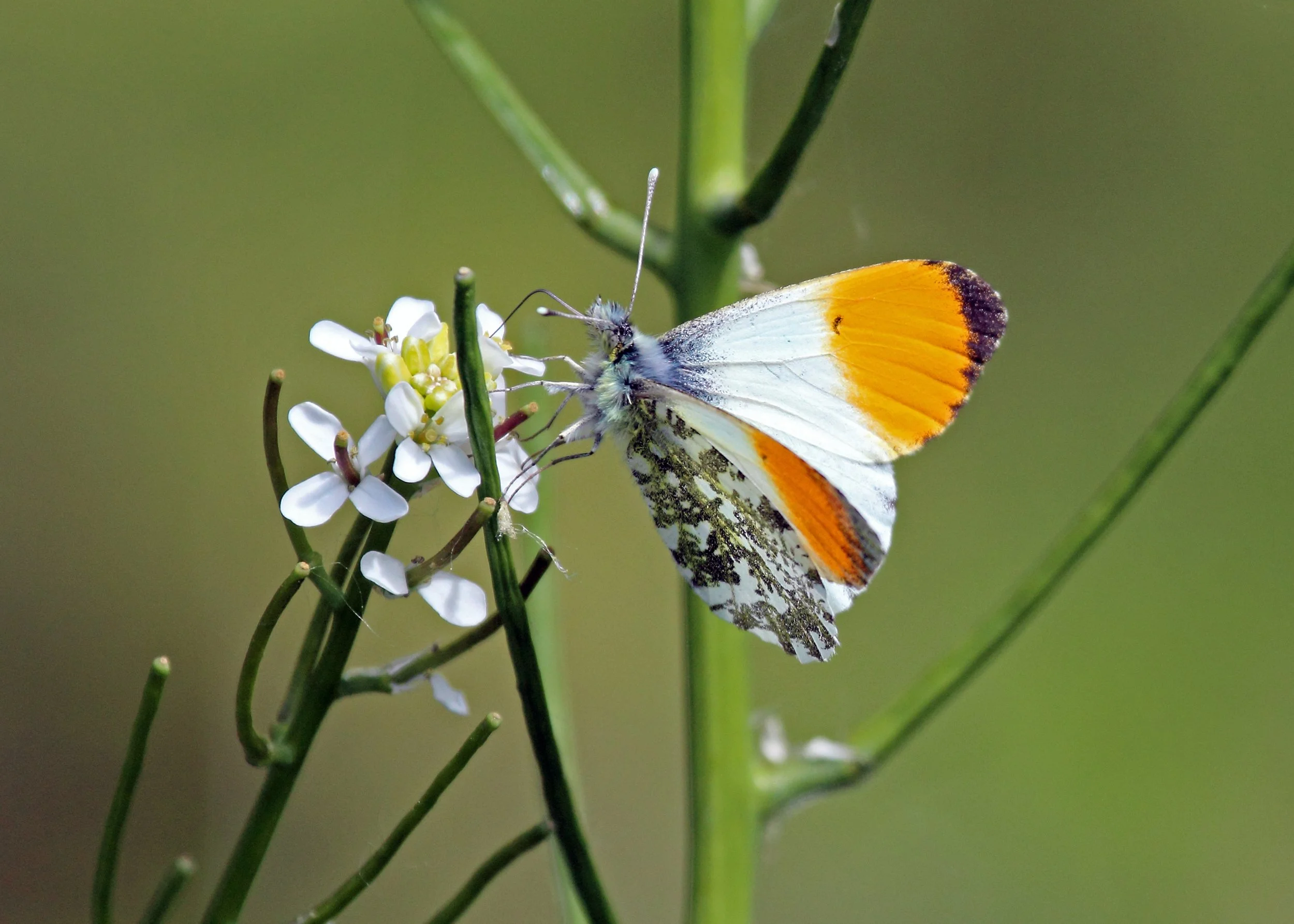 Orange Tip Butterfly.jpg