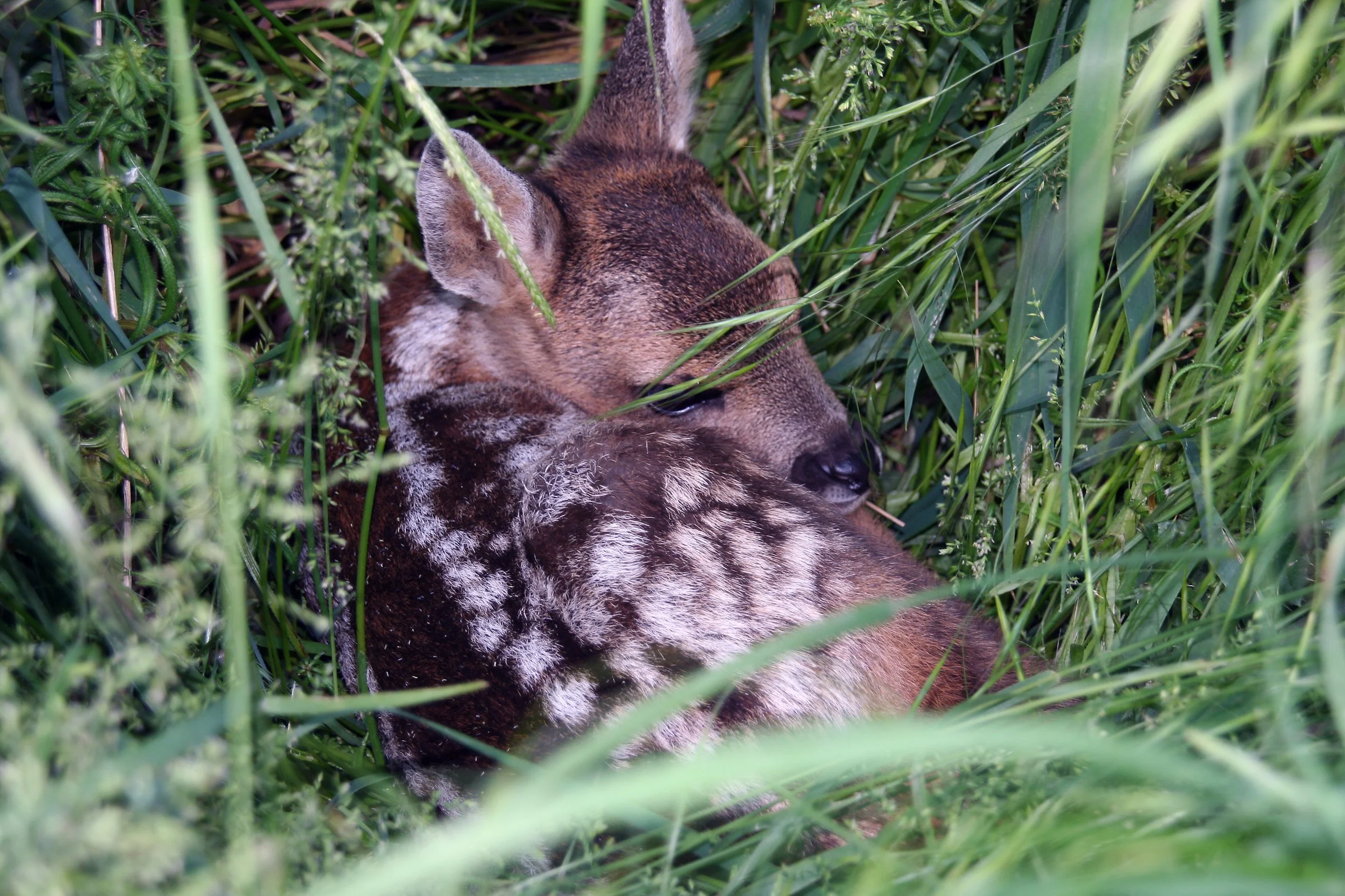 Roe Deer Fawn.jpg
