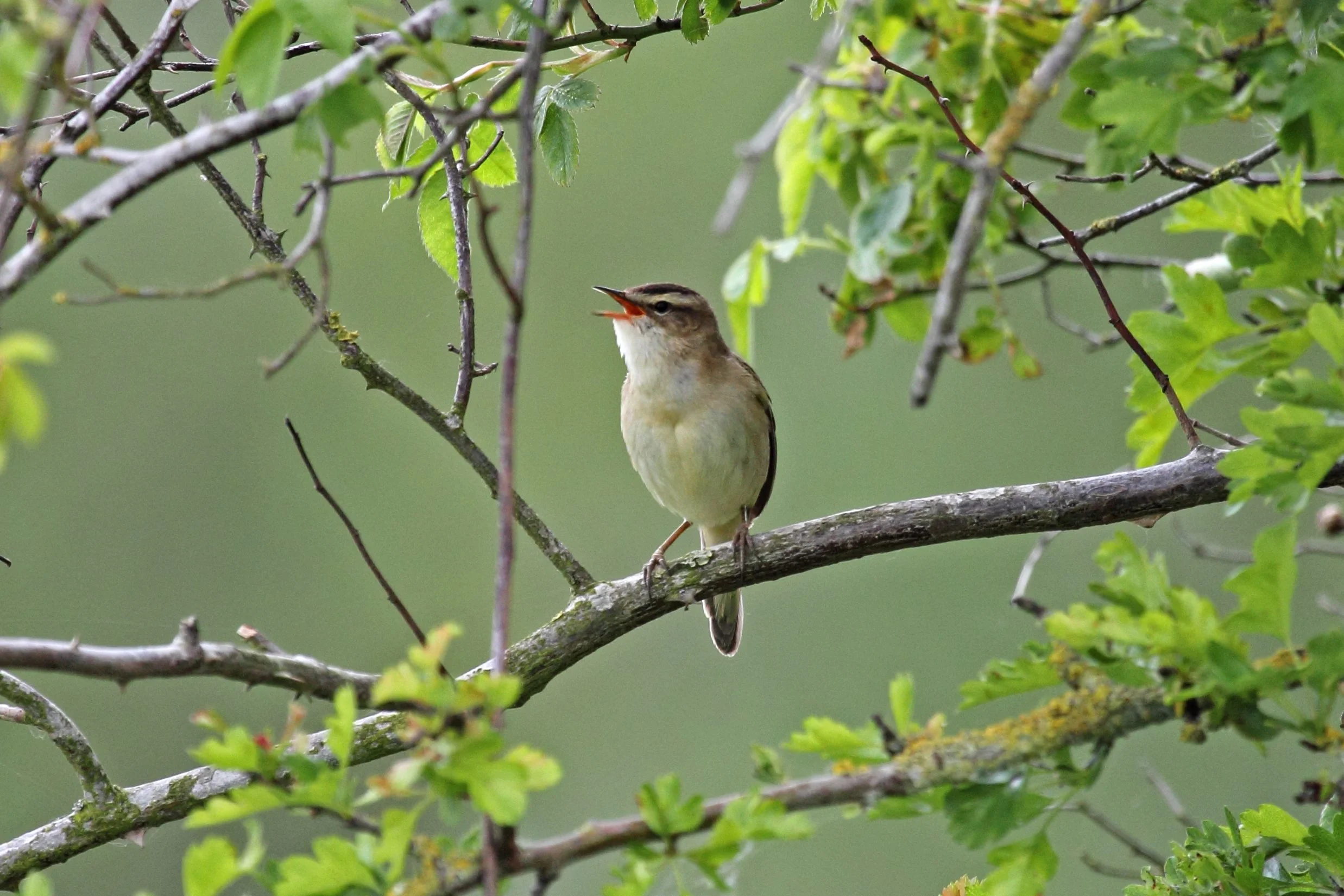 Sedge Warbler.jpg