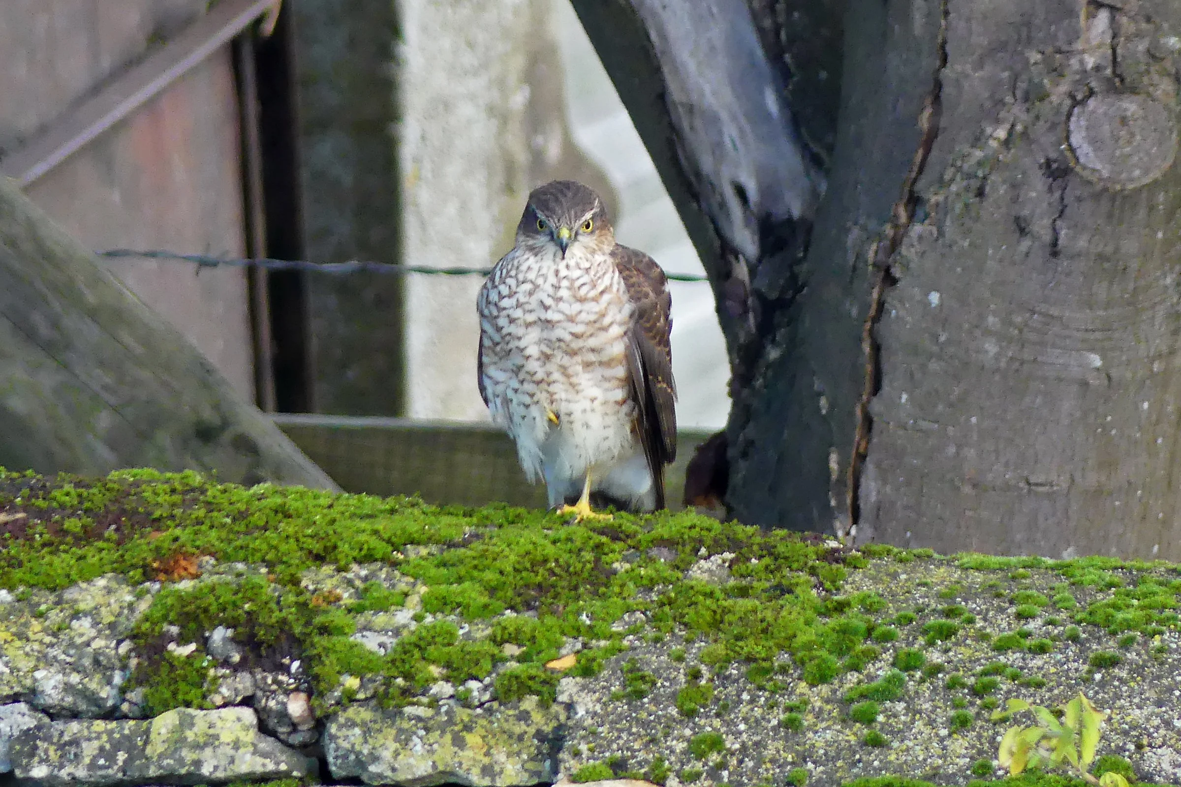 Sparrowhawk.jpg