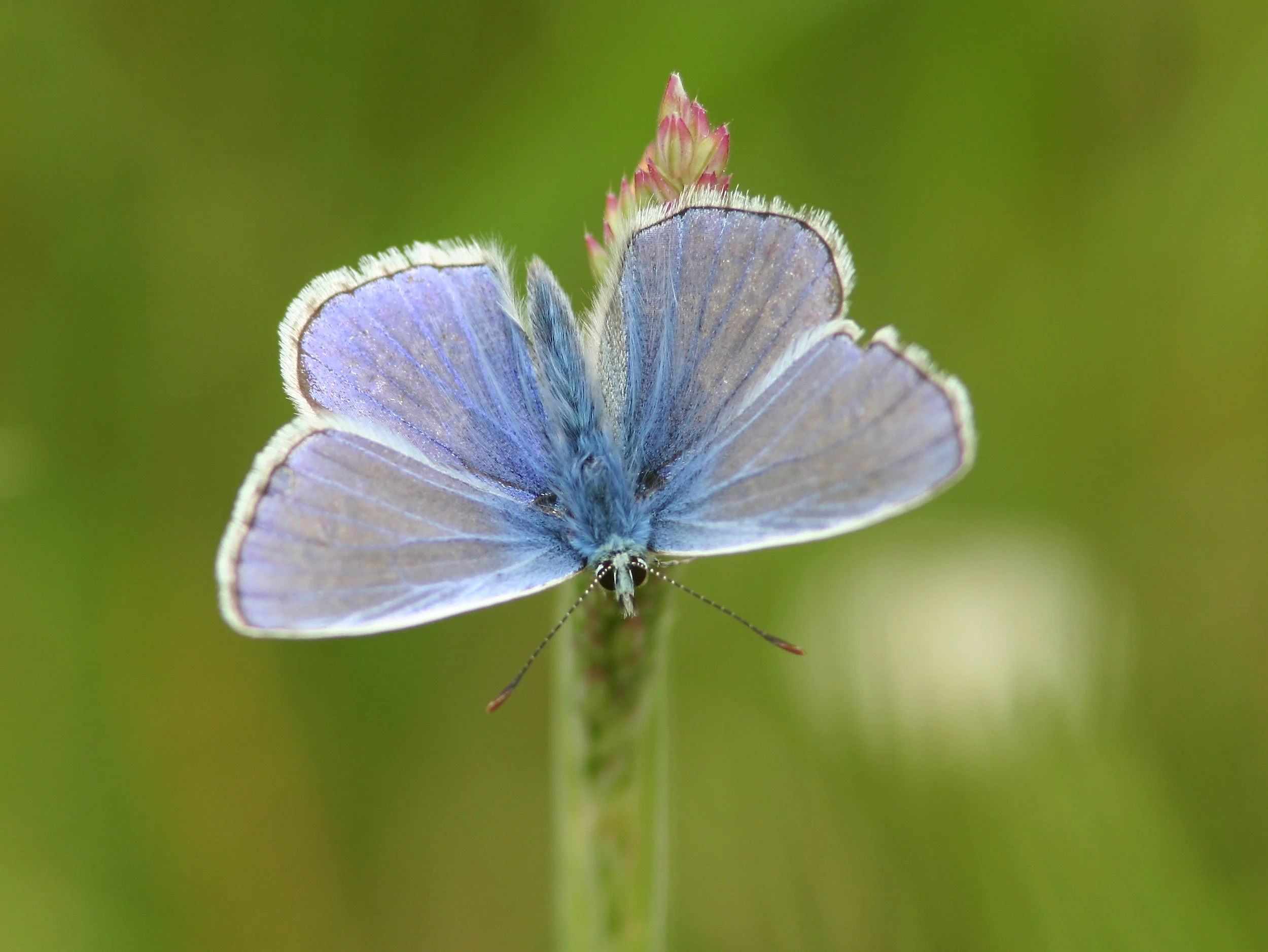 Common Blue Butterfly.JPG