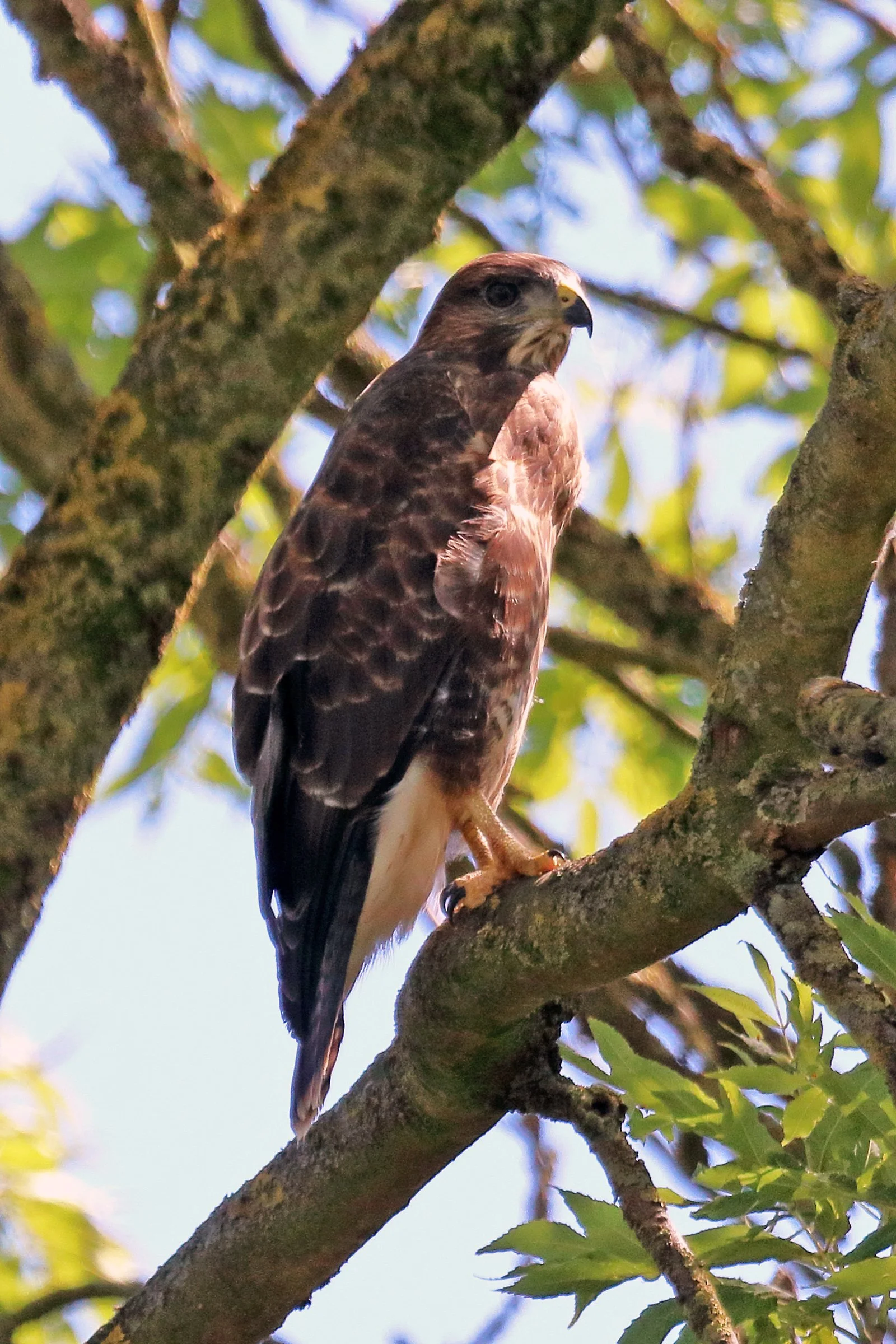 Buzzard.jpg