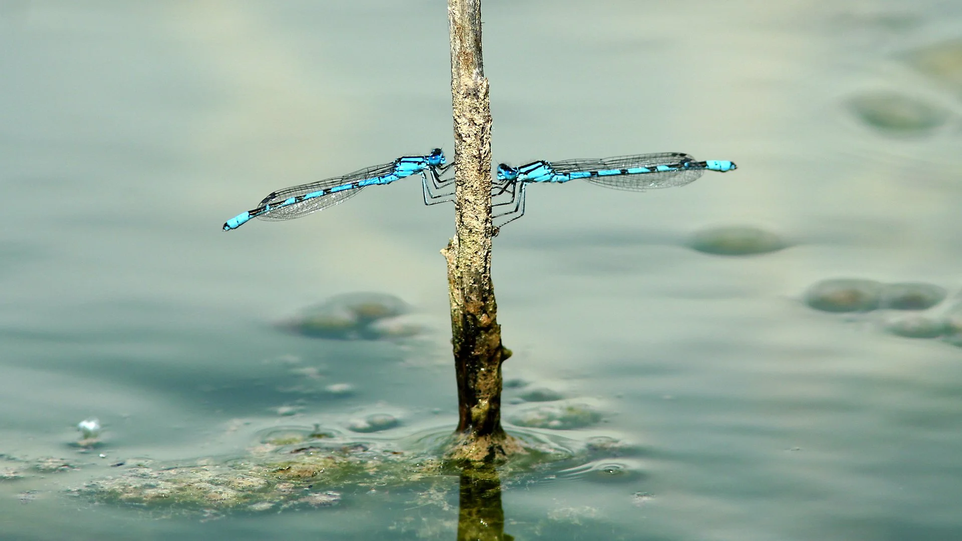Common Blue Damselfly.JPG