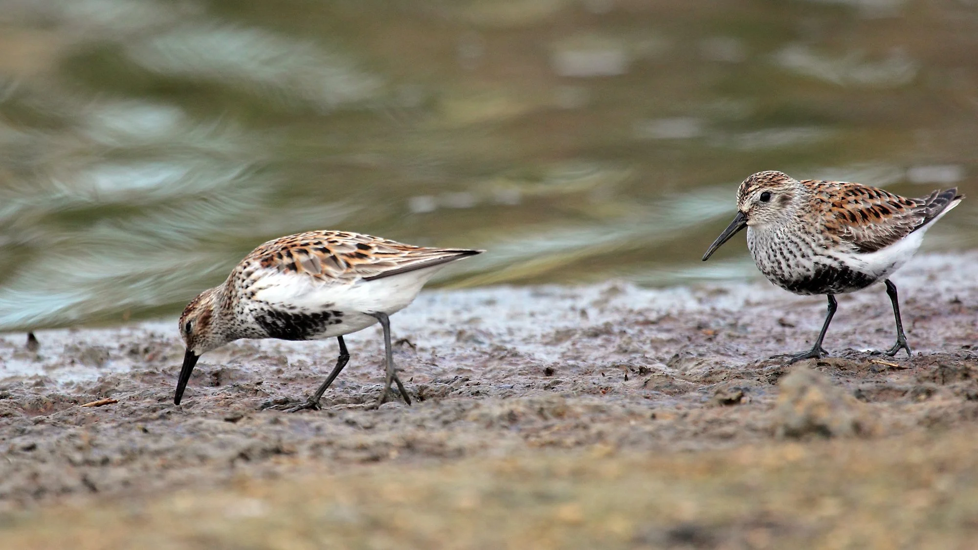 Dunlin.jpg