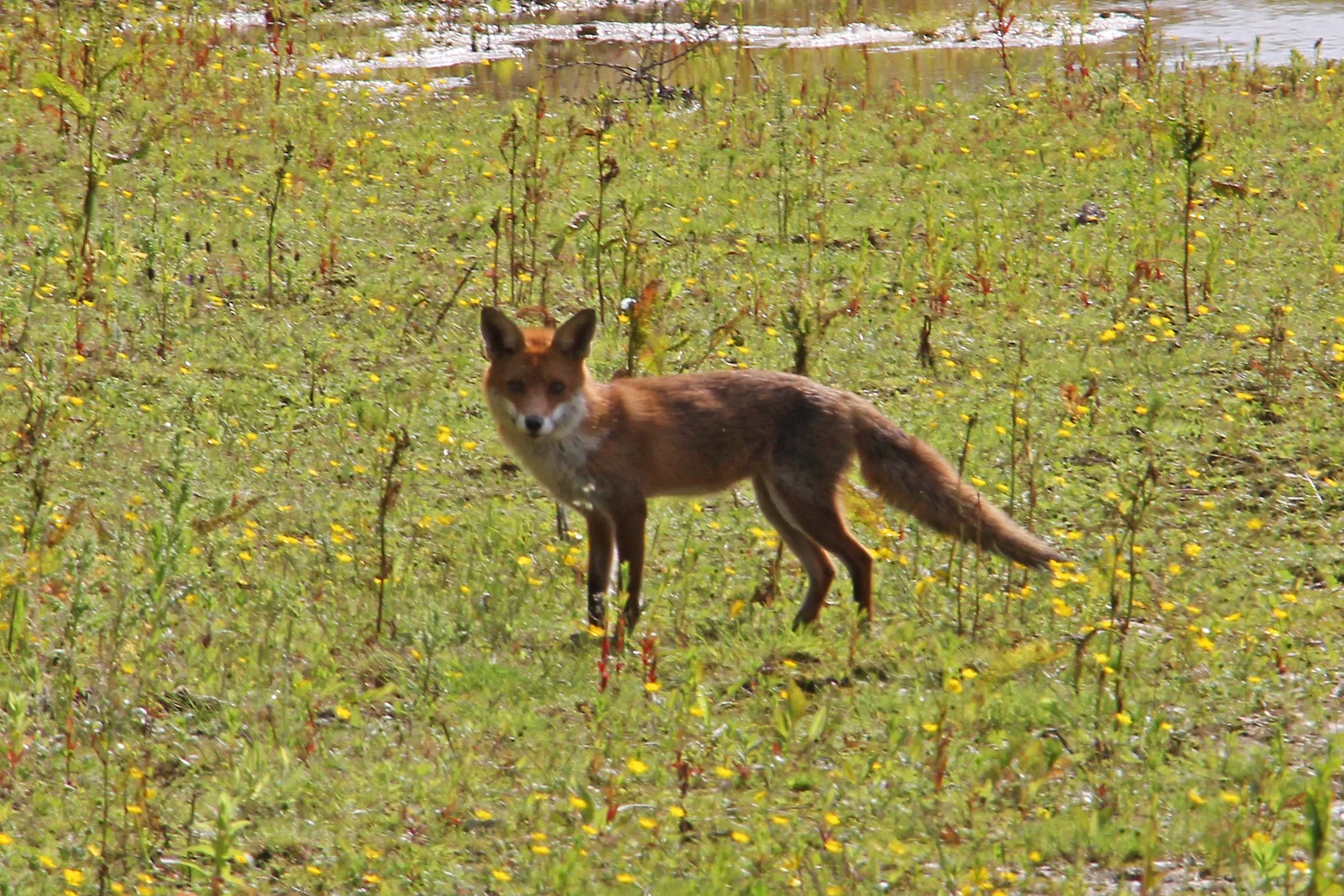Fox.jpg