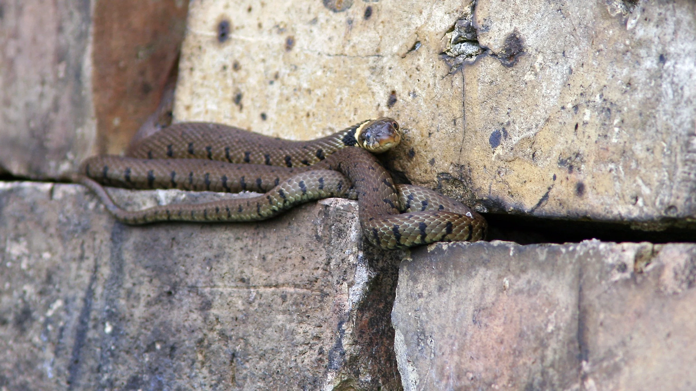 Grass Snake.jpg