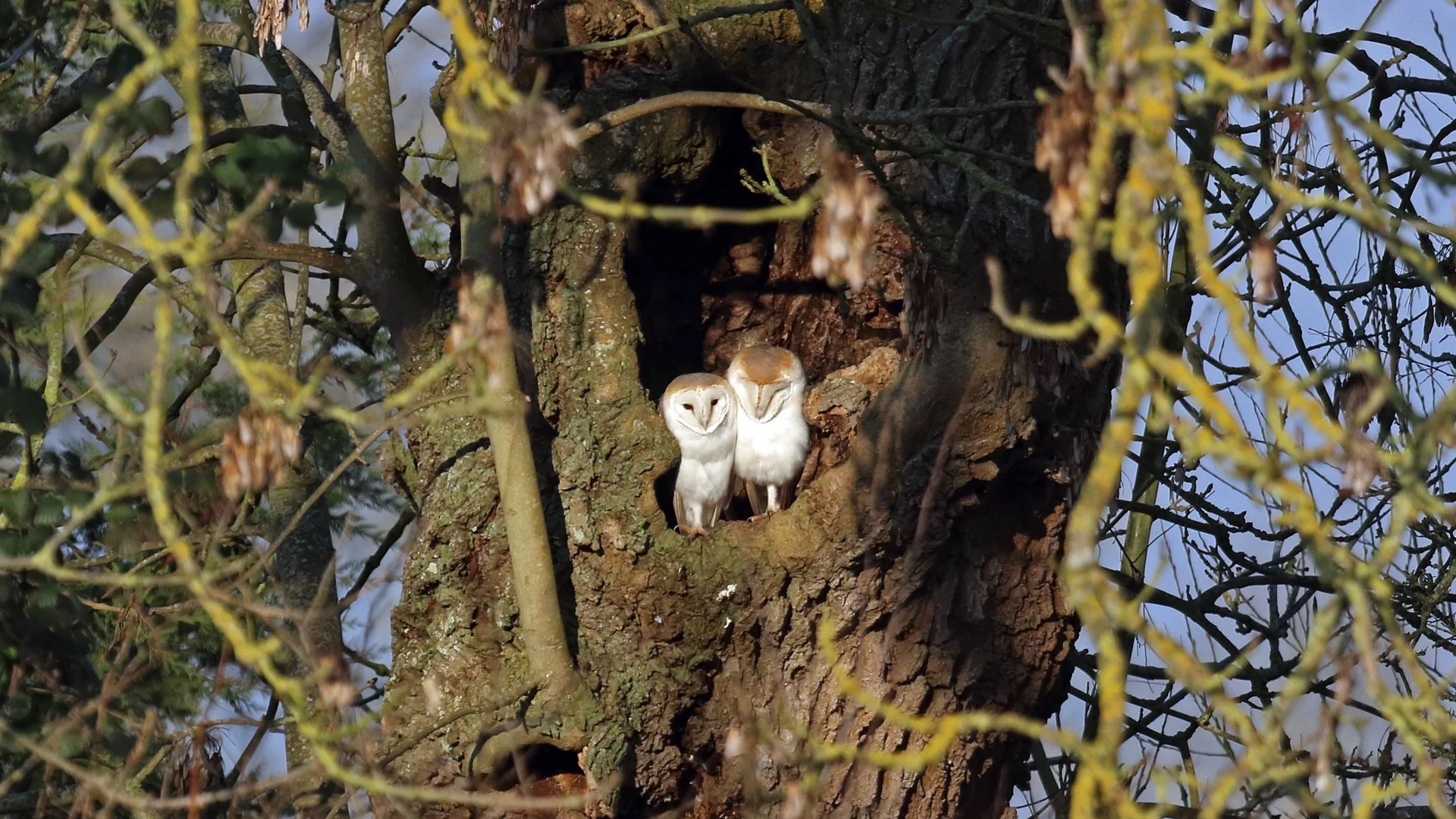 Supporting Wildlife and Life on the Park