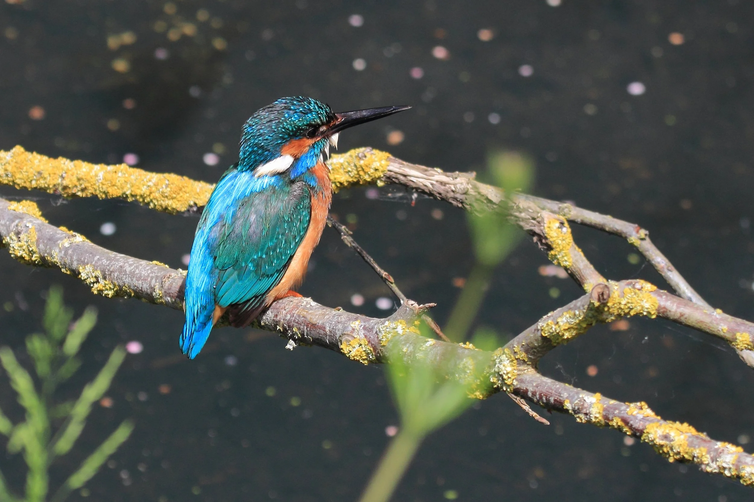 Kingfisher_1.jpg
