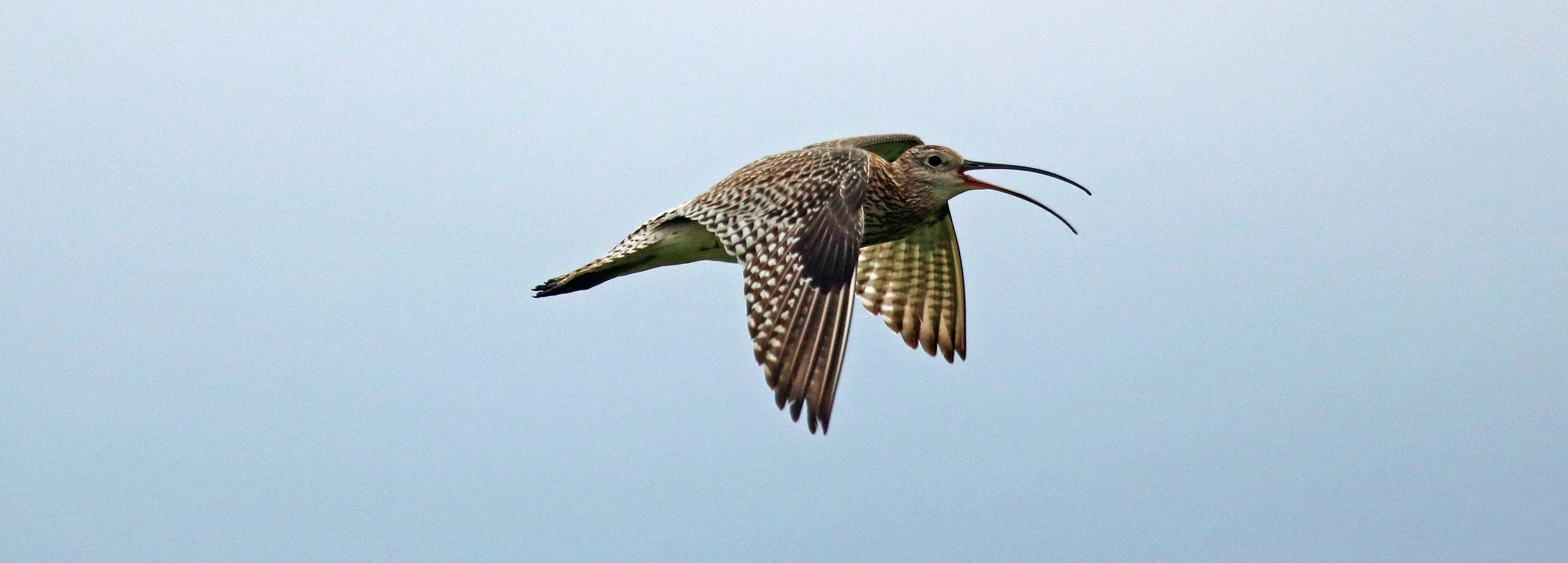 curlew 2 edited.jpg