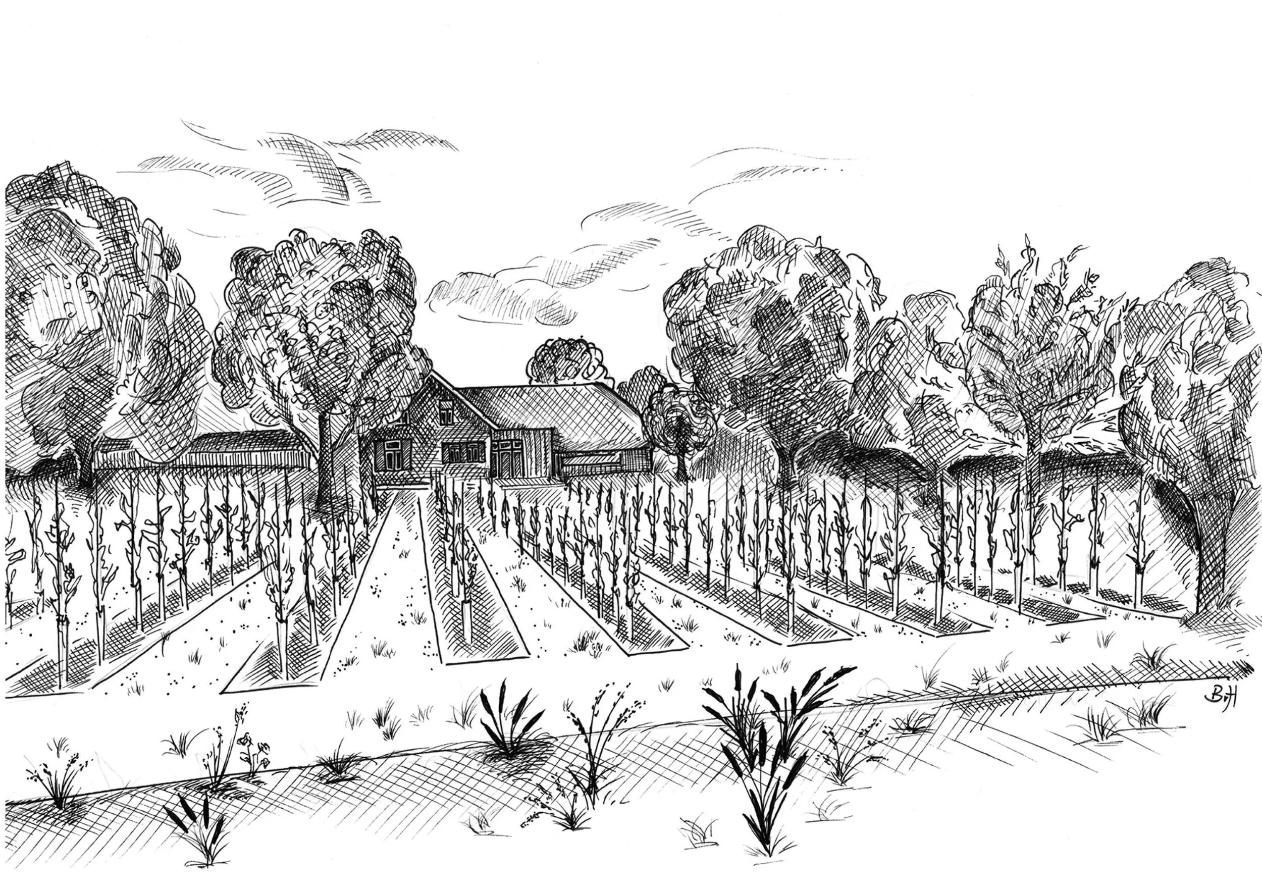 Pentekening Wijngaard.JPG