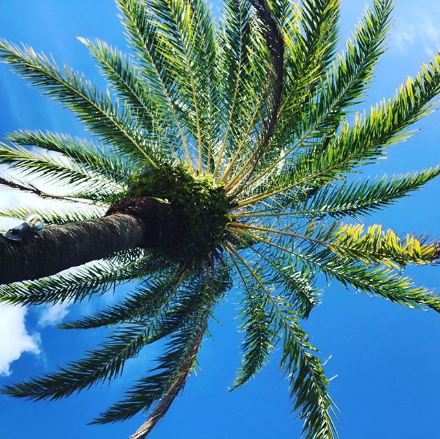 #caribbean, #palm, #tree