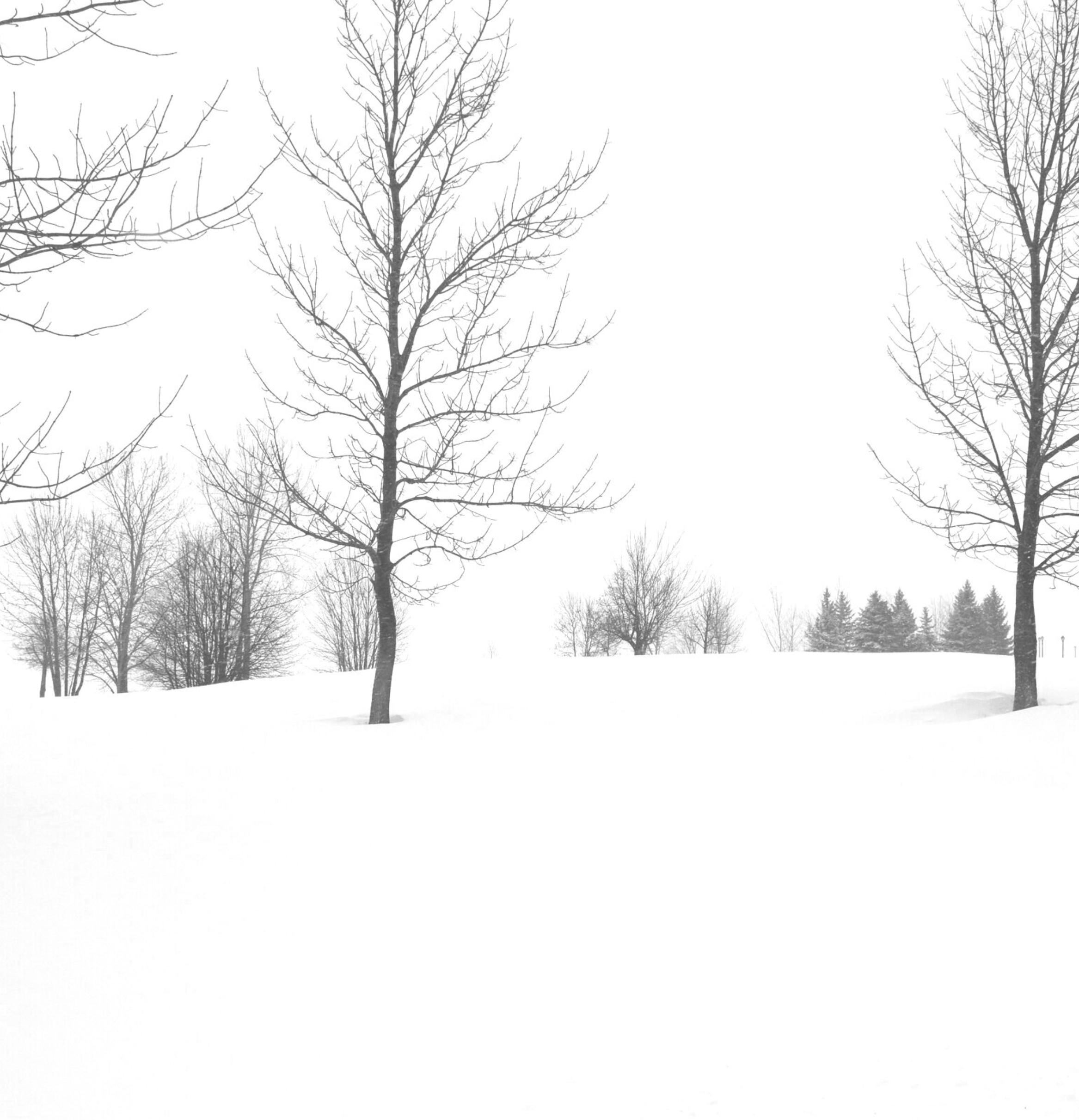 The Magic of White