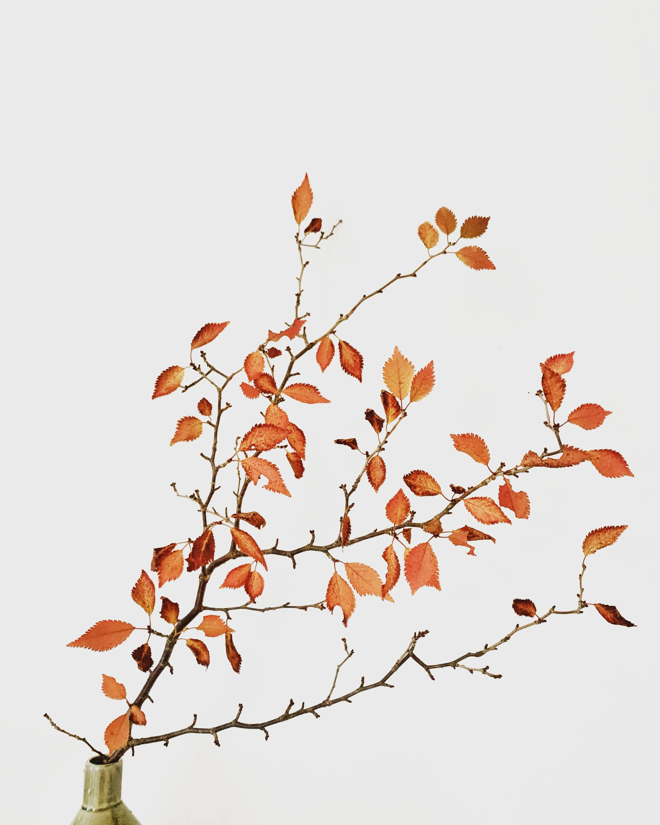 Why is Dreaming so important?