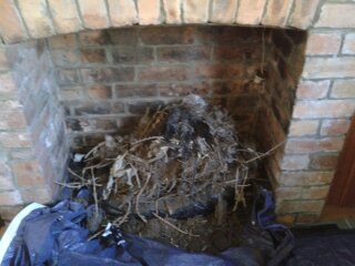 Removing Nests C R Jose Chimney Sweep