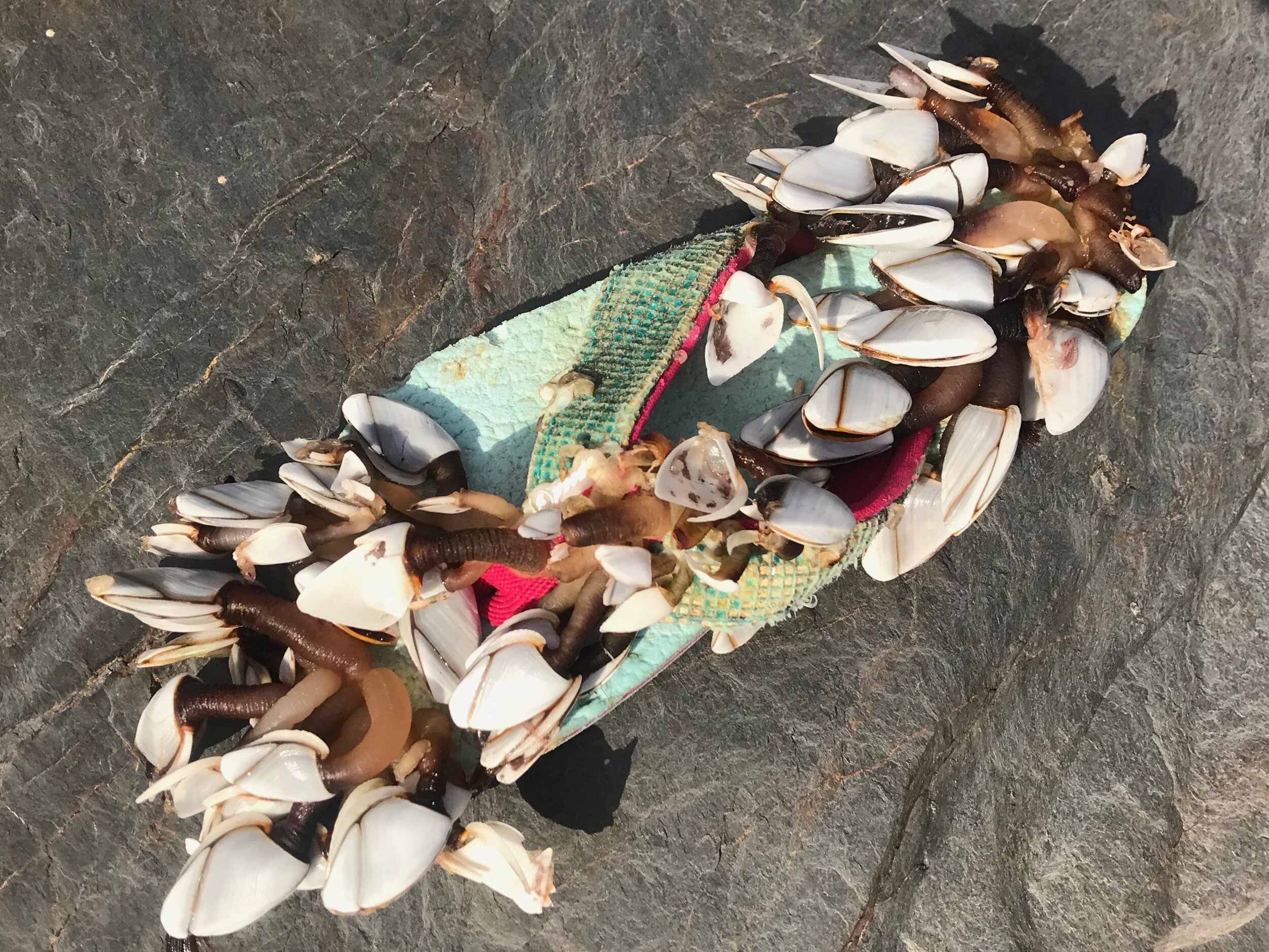 Goose Barnacles on Flip Flop.jpeg