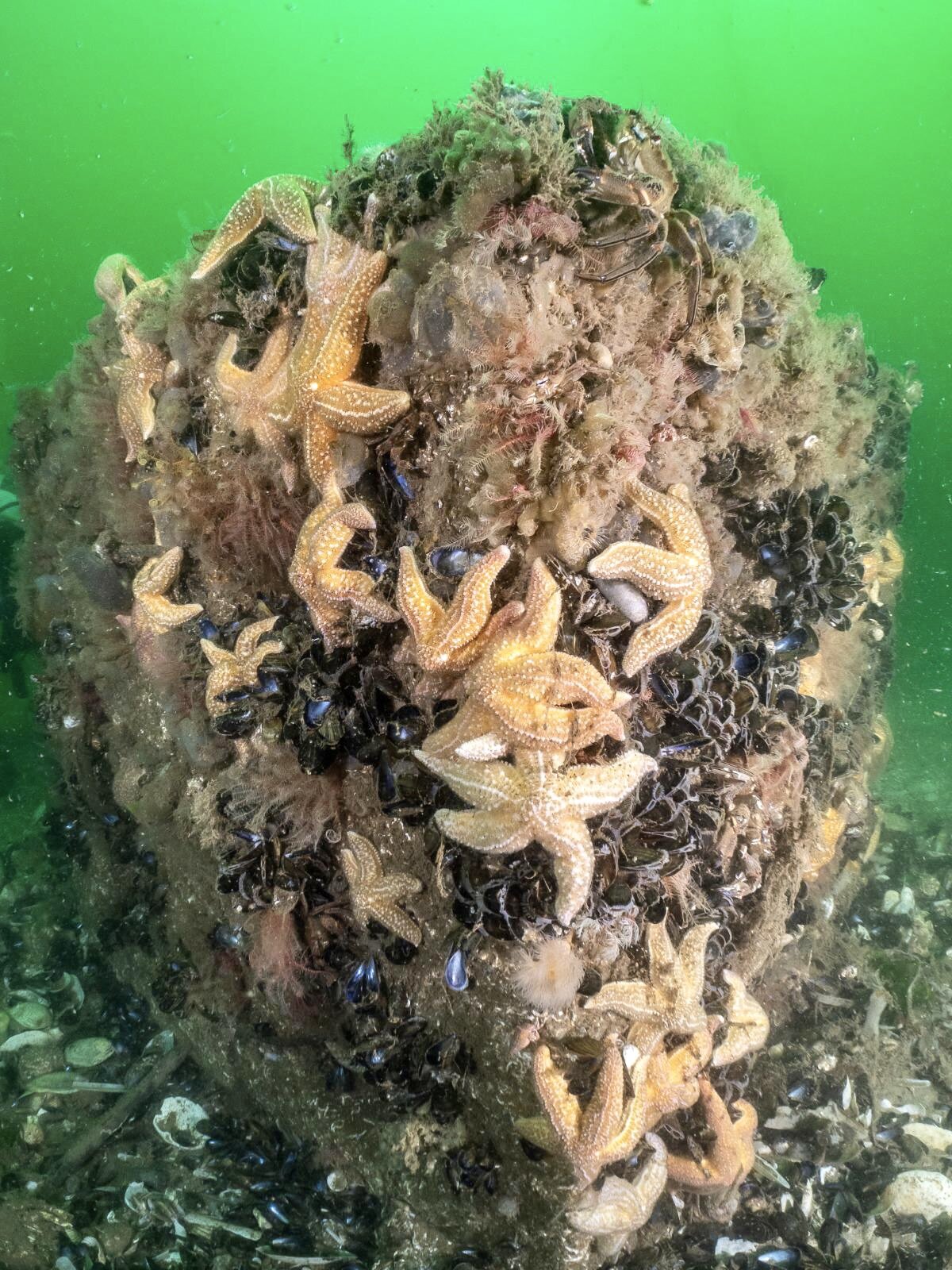 Brixham Litter Free Seas: Project Update