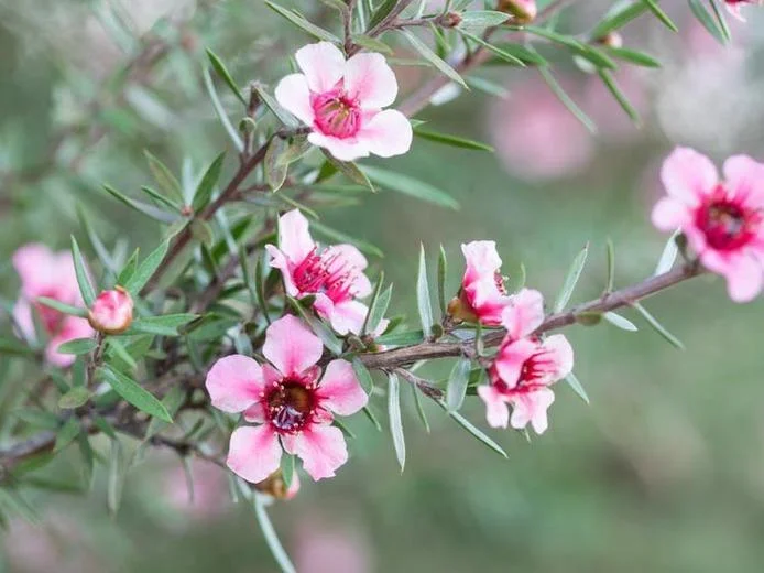 The infamous Manuka plant, the nectra allows for the creation of the powerful Manuka Honey.