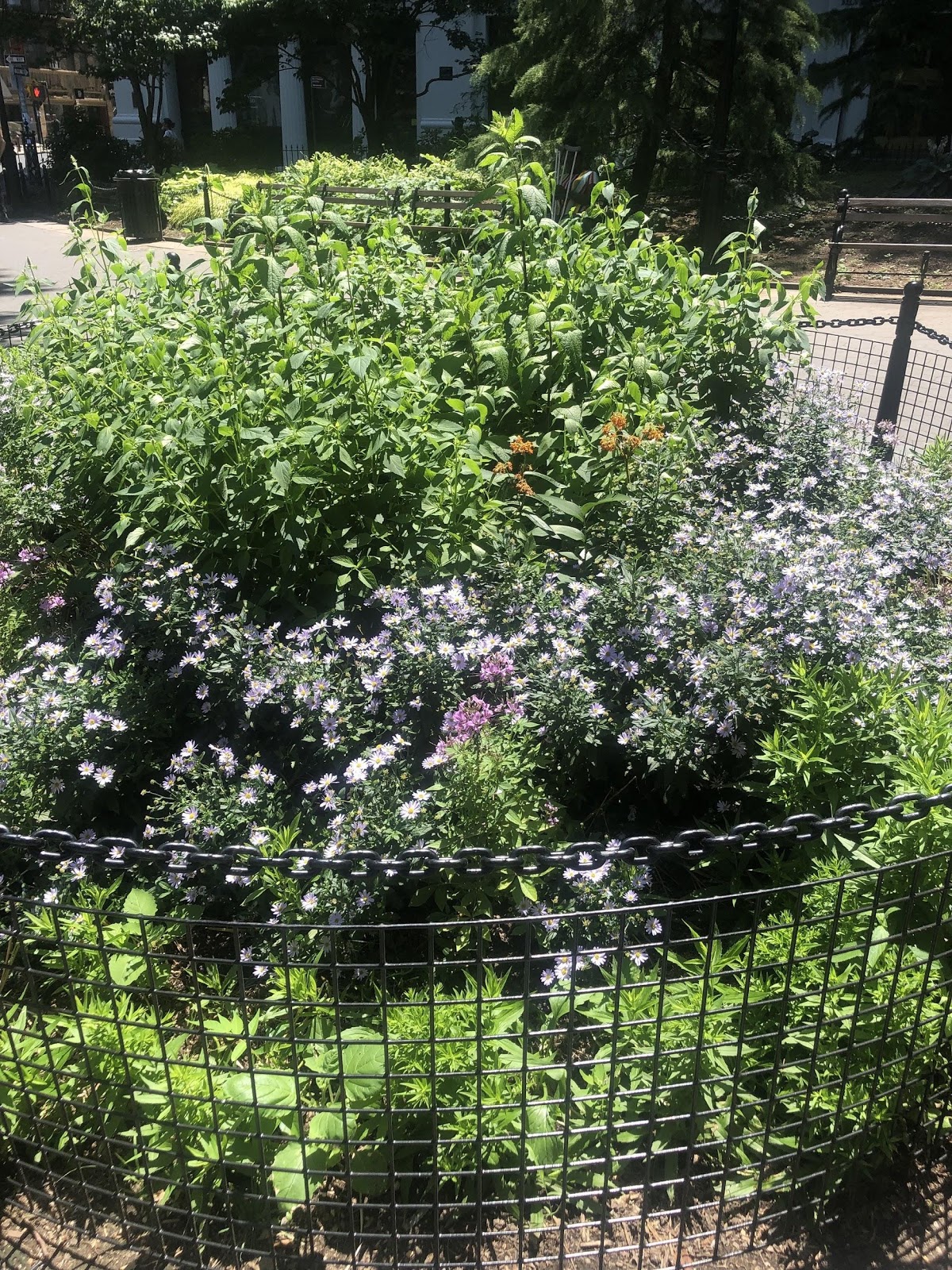 A specific part of Washington Square Park designed to attract pollinating insects.
