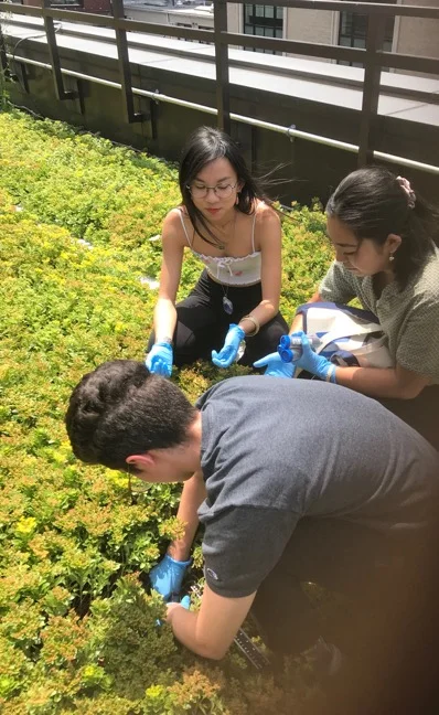 Undergraduate student researchers Lauren, Wes and Sydney collect soil samples from the ecoroof at the University Center.