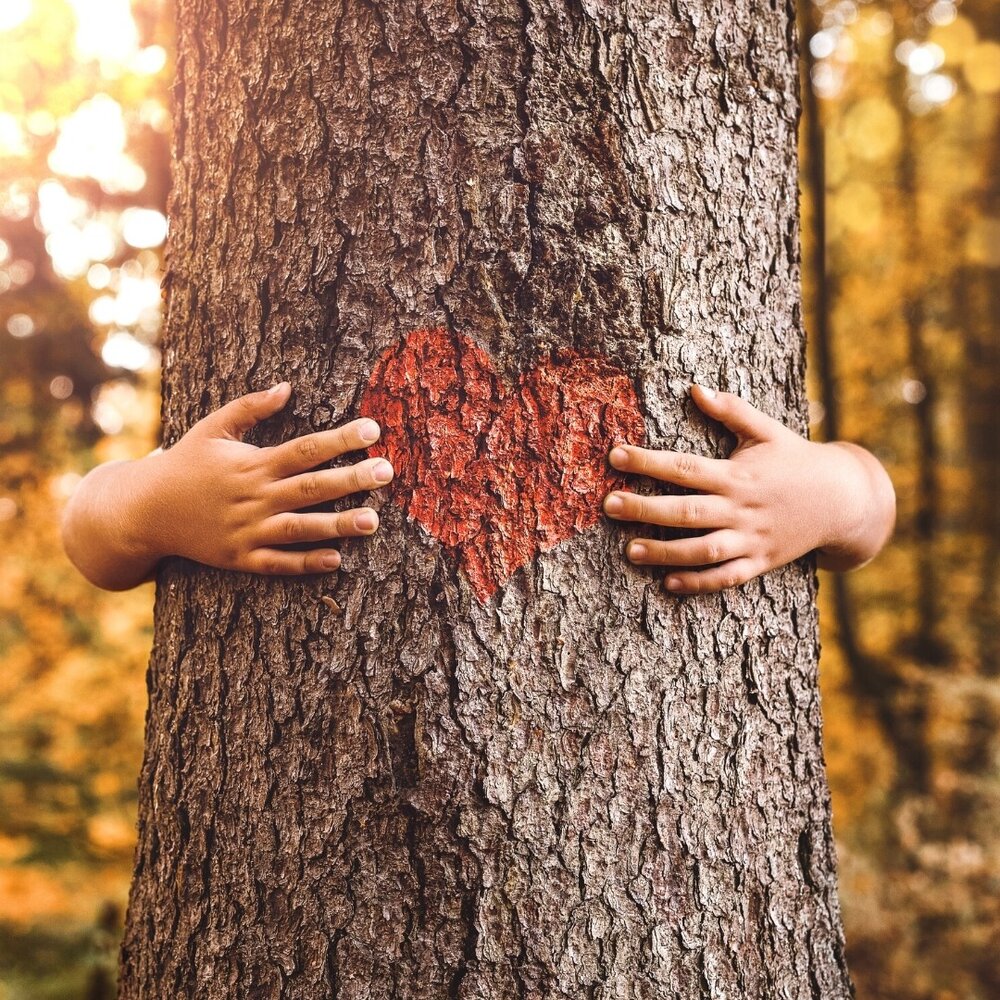 hug a tree.jpg
