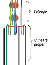 sunecutaway.gif