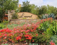 Laurel Magnolia