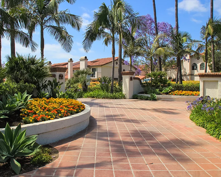 La Jolla Colony