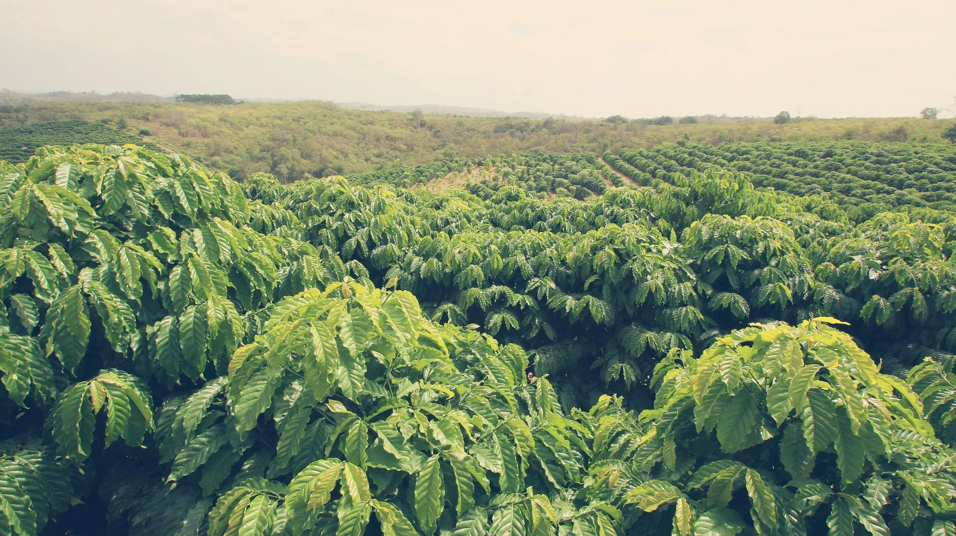 coffee-tree-2744216_1920.jpg