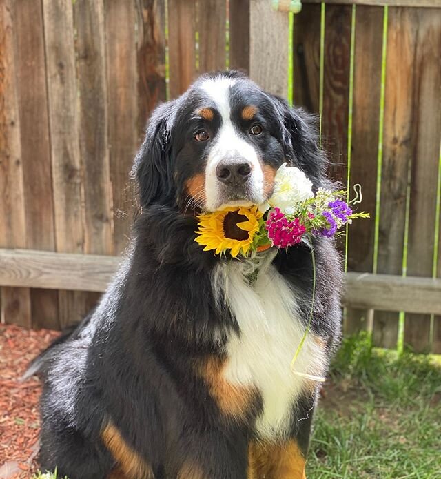 My best &ldquo;bud&rdquo;... flowers are fur everyone! 🌸 #bestbud #Denver flowers #Denver fresh flowers #denverflowerbouquet #denverflowerbouquets #cherrycreekflowers #bernesemountaindog #berneseofinstagram #berneseofcolorado