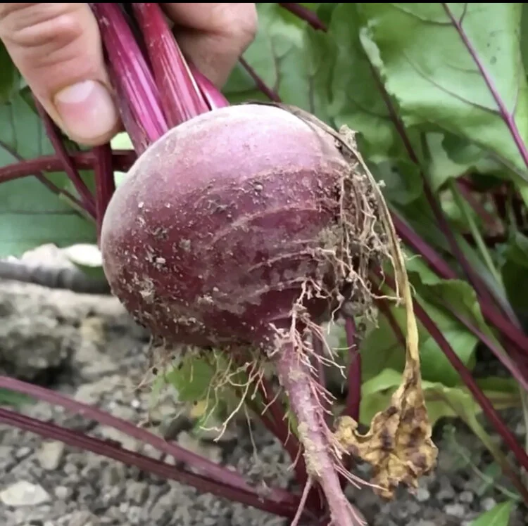 Farm Description and Practices: What we are about