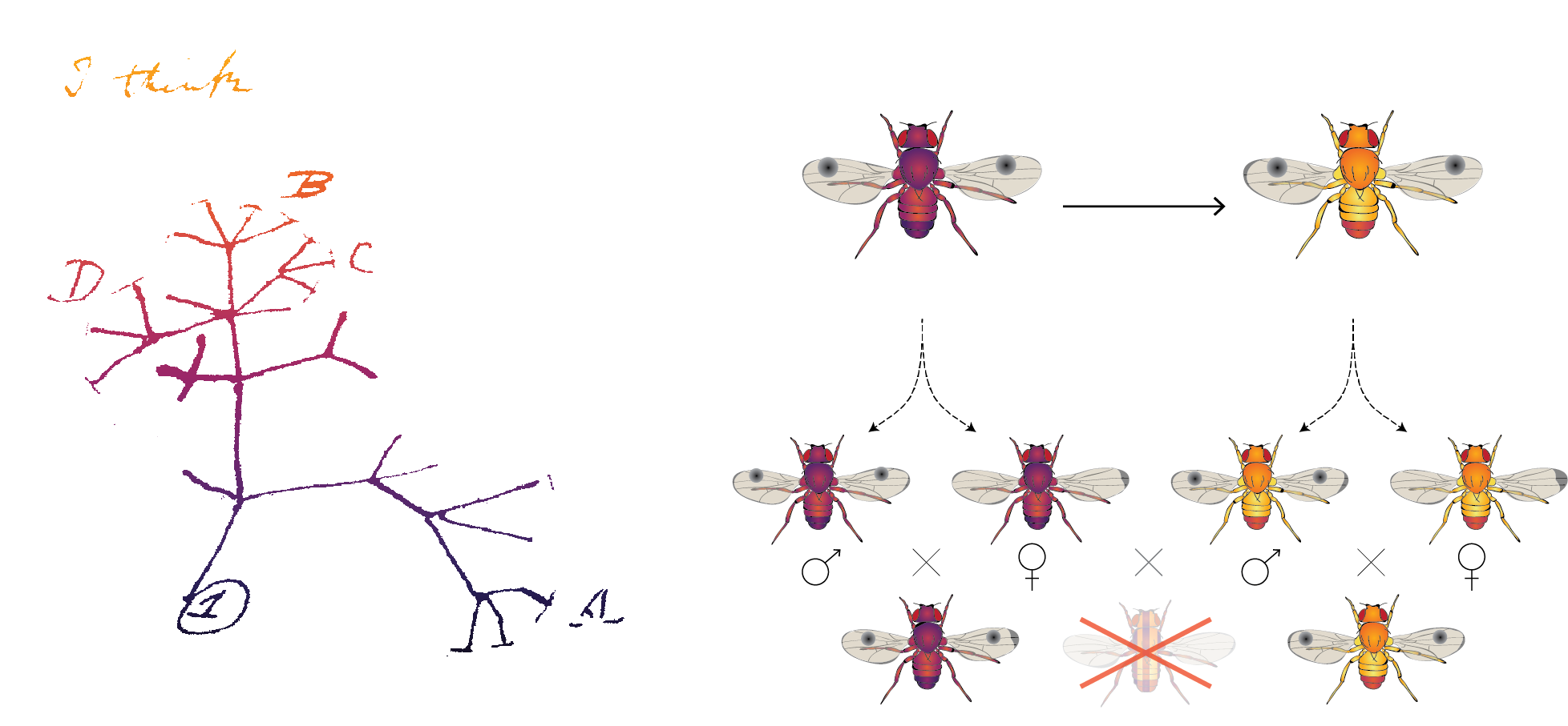 synthSp.png