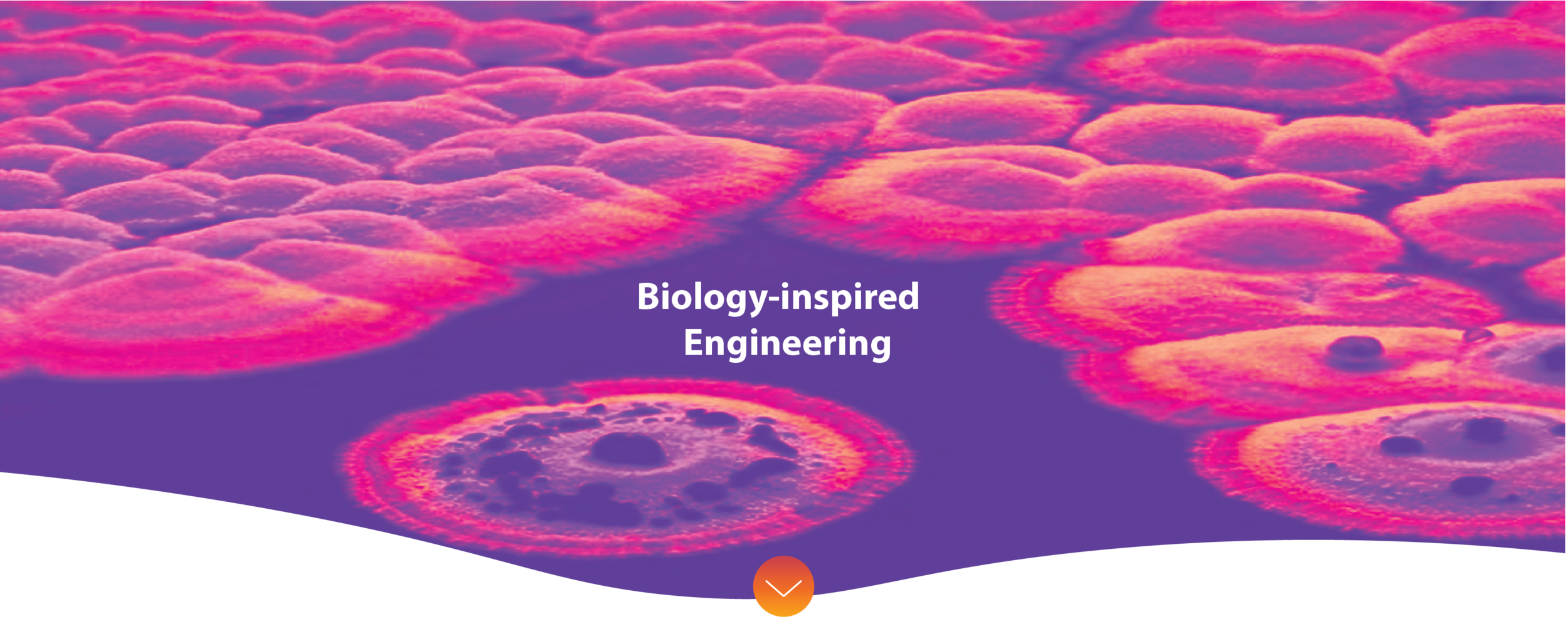 Biology-inspired-3.png