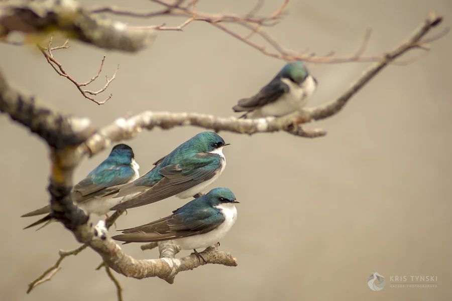 Perched Swallows