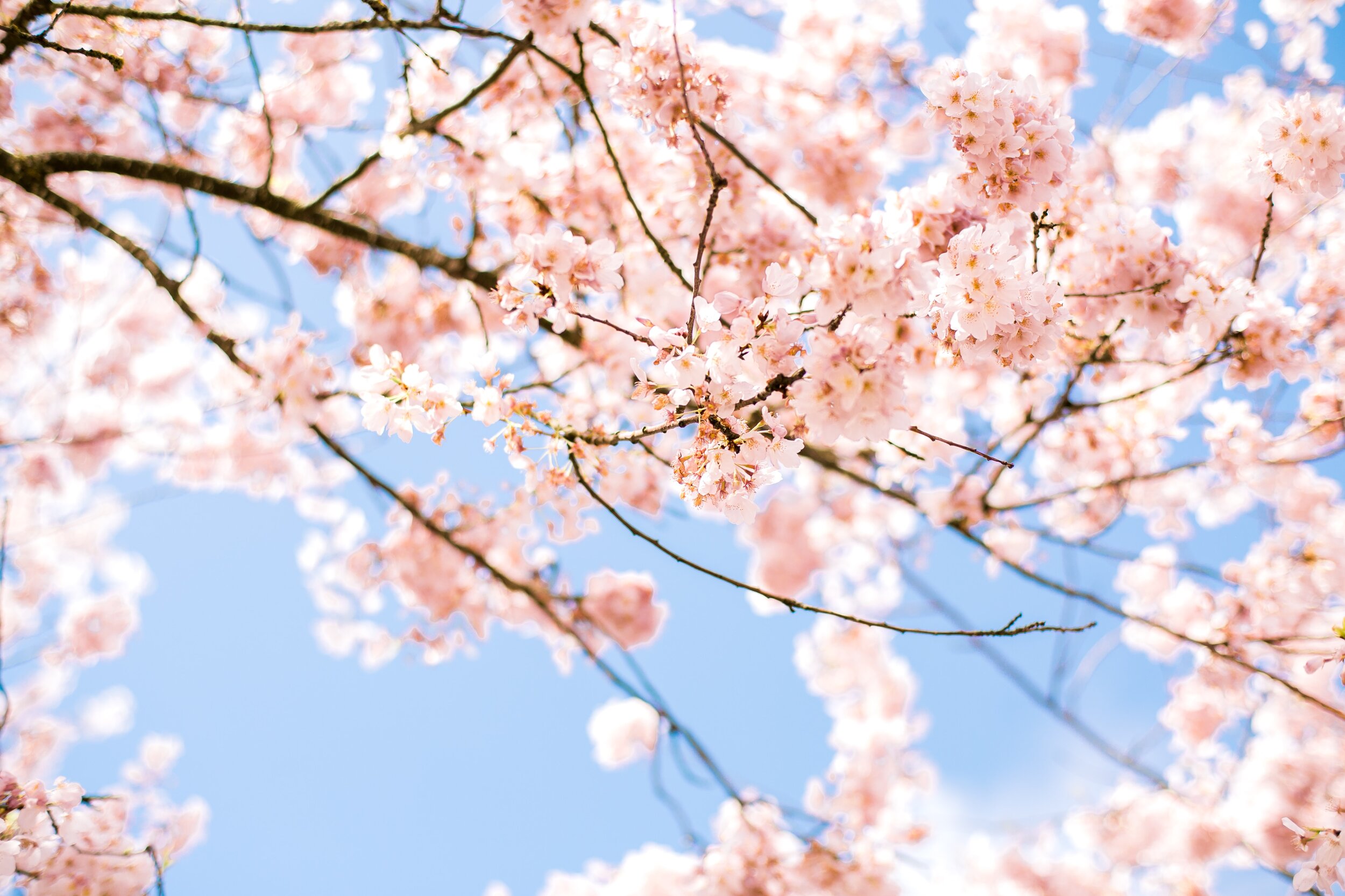 Cherry blossoms.jpg