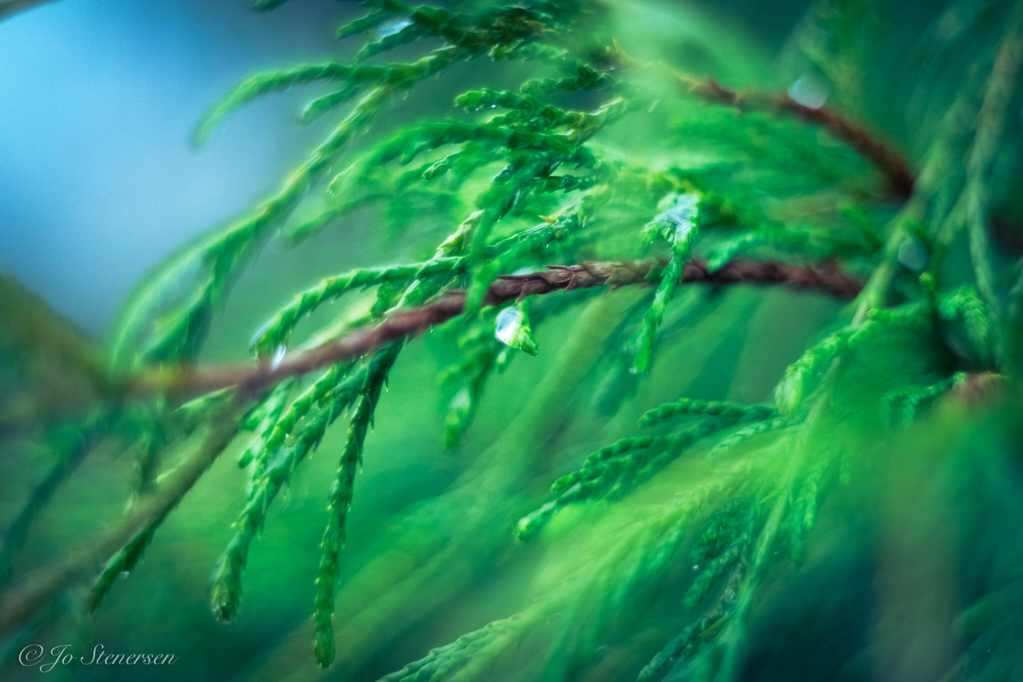 Pentacon 50mm f/1.8 - an imperfect jewel (according to my Pentacon 50mm f/1.8 - an imperfect jewel (according to my