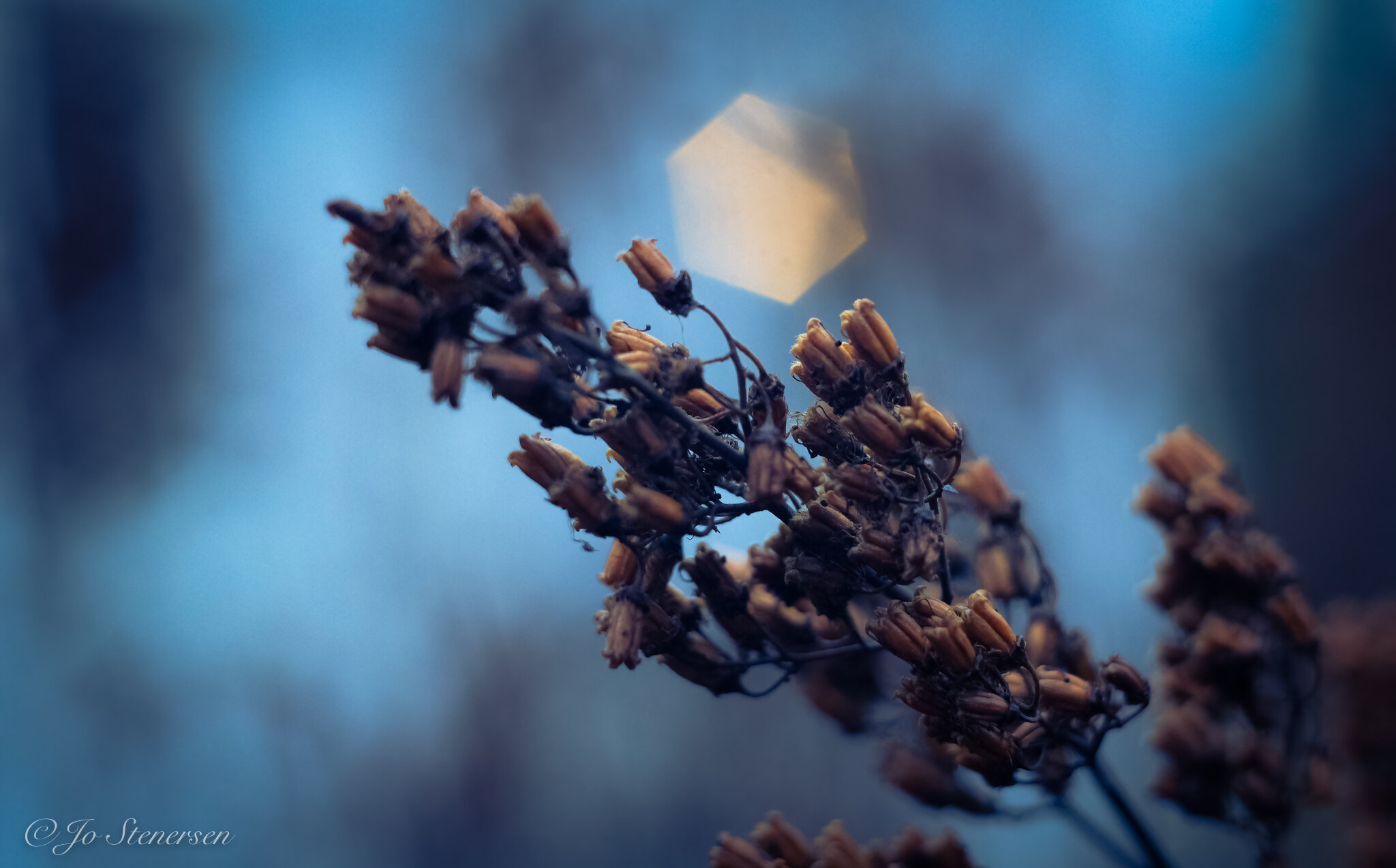 Pentacon 50mm f/1.8 - an imperfect jewel (according to my Pentacon 50mm f/1.8 - an imperfect jewel (according to my