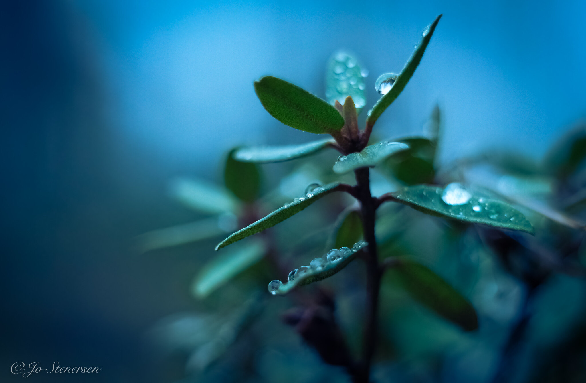 Pentacon 50mm f/1.8 - an imperfect jewel (according to my taste ...