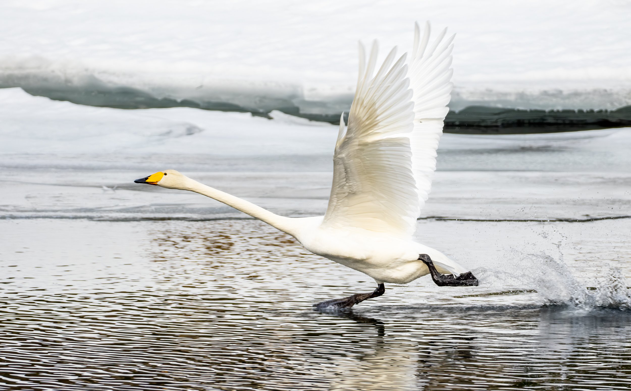 Nature photographer Jo Stenersen— Swan photos